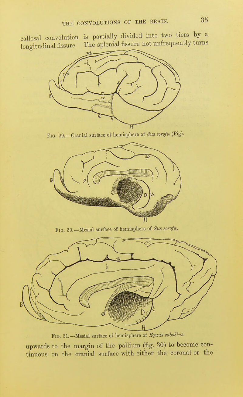 callosal convolution is partially divided into two tiers by a longitudinal fissure. The splenial fissure not unfrequently turns Fig. 29.—Cranial surface of hemisphere of Sus scrofa (Pig). Fig. 30.—Mesial surface of hemisphere of Sus scrofa. Fig. 31.—Mesial surface of hemisphere of Equus cahallus. upwards to the margin of the pallium (fig. 30) to become con- tinuous on the cranial surface with either the coronal or the
