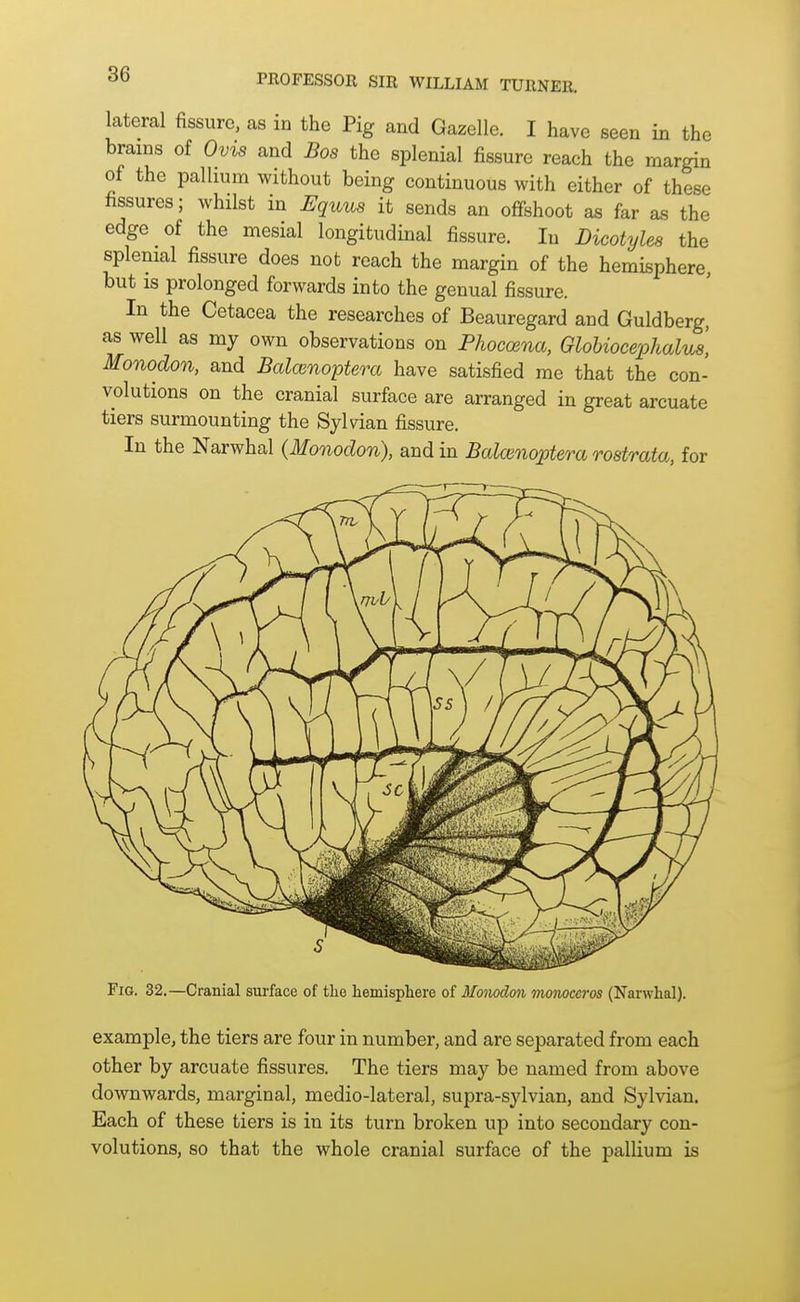 lateral fissure, as in the Pig and Gazelle. I have seen in the brains of Ovis and Bos the splenial fissure reach the margin of the pallium without being continuous with either of these fissures; whilst in Equus it sends an offshoot as far as the edge of the mesial longitudinal fissure. In Dicotyles the splenial fissure does not reach the margin of the hemisphere, but is prolonged forwards into the genual fissure. In the Cetacea the researches of Beauregard and Guldberg, as well as my own observations on Phoccena, Glohioeephalus, Monodon, and Bcdcenoptera have satisfied me that the con- volutions on the cranial surface are arranged in great arcuate tiers surmounting the Sylvian fissure. In the Narwhal (Monodon), and in Balcenoptera rostrata, for Fig. 32.—Cranial surface of the hemisphere of Monodon monoceros (Narwhal). example, the tiers are four in number, and are separated from each other by arcuate fissures. The tiers may be named from above downwards, marginal, medio-lateral, supra-sylvian, and Sylvian. Each of these tiers is in its turn broken up into secondary con- volutions, so that the whole cranial surface of the pallium is