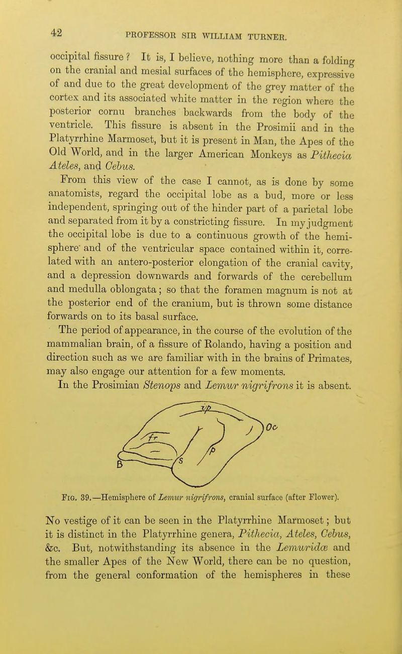 occipital fissure ? It is, I believe, nothing more than a folding on the cranial and mesial surfaces of the hemisphere, expressive of and due to the great development of the grey matter of the cortex and its associated white matter in the region where the posterior cornu branches backwards from the body of the ventricle. This fissure is absent in the Prosimii and in the Platyrrhine Marmoset, but it is present in Man, the Apes of the Old World, and in the larger American Monkeys as Fithecia Ateles, and Cehus. From this view of the case I cannot, as is done by some anatomists, regard the occipital lobe as a bud, more or less independent, springing out of the hinder part of a parietal lobe and separated from it by a constricting fissure. In my judgment the occipital lobe is due to a continuous growth of the hemi- sphere- and of the ventricular space contained within it, corre- lated with an antero-posterior elongation of the cranial cavity, and a depression downwards and forwards of the cerebellum and medulla oblongata; so that the foramen magnum is not at the posterior end of the cranium, but is thrown some distance forwards on to its basal surface. The period of appearance, in the course of the evolution of the mammalian brain, of a fissure of Kolando, having a position and direction such as we are familiar with in the brains of Primates, may also engage our attention for a few moments. In the Prosimian Stenops and Lemur nigrifrons it is absent. Fig. 39.—Hemisphere Lemur nigrifrons, cranial surface (after Flower). No vestige of it can be seen in the Platyrrhine Marmoset; but it is distinct in the Platyrrhine genera, Pithecia, Ateles, Cehus, &c. But, notwithstanding its absence in the Lemuridce and the smaller Apes of the New World, there can be no question, from the general conformation of the hemispheres in these