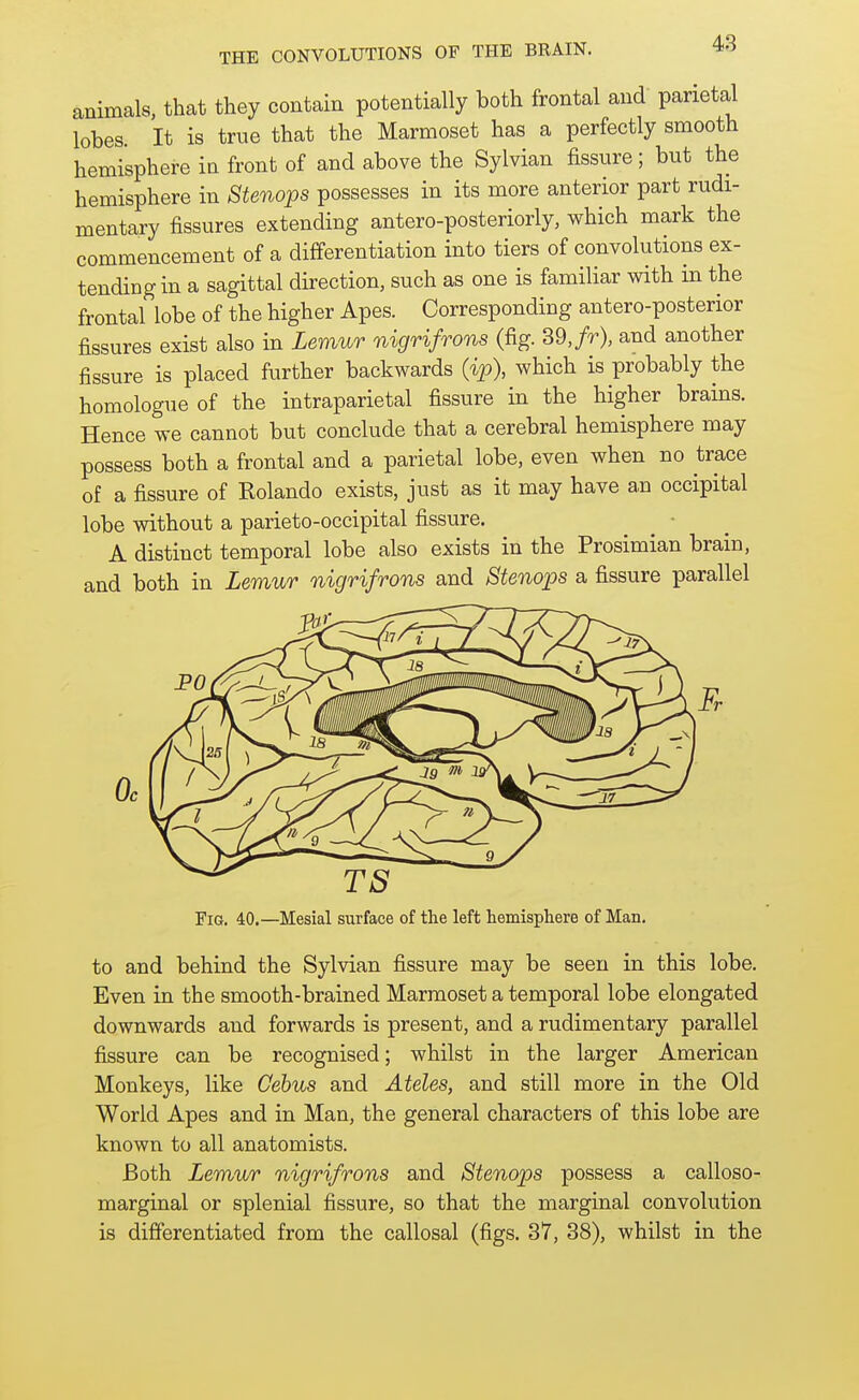 animals, that they contain potentially both frontal and' parietal lobes. It is true that the Marmoset has a perfectly smooth hemisphere ia front of and above the Sylvian fissure; but the hemisphere in Stenops possesses in its more anterior part rudi- mentary fissures extending antero-posteriorly, which mark the commencement of a differentiation into tiers of convolutions ex- tending in a sagittal direction, such as one is familiar with in the frontal lobe of the higher Apes. Corresponding antero-posterior fissures exist also in Lemur nigrifrons (fig. 39, fr), and another fissure is placed further backwards (ip), which is probably the homologue of the intraparietal fissure in the higher brains. Hence we cannot but conclude that a cerebral hemisphere may possess both a frontal and a parietal lobe, even when no trace of a fissure of Rolando exists, just as it may have an occipital lobe without a parieto-occipital fissure. A distinct temporal lobe also exists in the Prosimian brain, and both in iemur nigrifrons and Stenops a fissure parallel TS Fig, 40.—Mesial surface of the left hemisphere of Man. to and behind the Sylvian fissure may be seen in this lobe. Even in the smooth-brained Marmoset a temporal lobe elongated downwards and forwards is present, and a rudimentary parallel fissure can be recognised; whilst in the larger American Monkeys, like Cehus and Ateles, and still more in the Old World Apes and in Man, the general characters of this lobe are known to all anatomists. Both Lemur nigrifrons and Stenops possess a calloso- marginal or splenial fissure, so that the marginal convolution is differentiated from the callosal (figs. 37, 38), whilst in the
