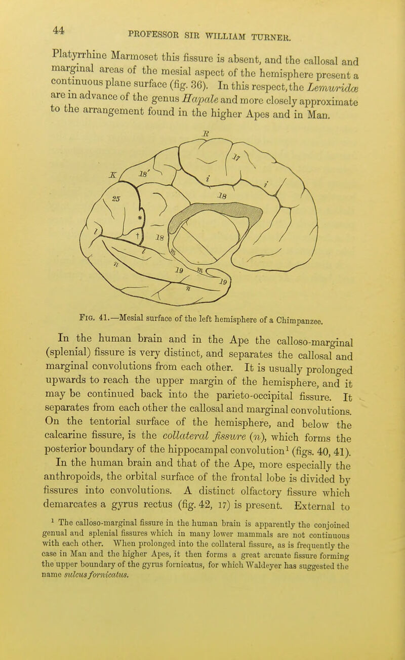 Platyrrhiue Marmoset this fissure is absent, and the callosal and marginal areas of the mesial aspect of the hemisphere present a contmuous plane surface (fig. 36). In this respect, the Lemvyridce are m advance of the genus HapaU and more closely approximate to the arrangement found in the higher Apes and in Man Fig. 41.—Mesial surface of the left hemisphere of a Chimpanzee. In the human brain and in the Ape the calloso-marginal (splenial) fissure is very distinct, and separates the callosal and marginal convolutions from each other. It is usually prolonged upwards to reach the upper margin of the hemisphere, and it may be continued back into the parieto-occipital fissure. It separates from each other the callosal and marginal convolutions. On the tentorial surface of the hemisphere, and below the calcarine fissure, is the collateral fissure (n), which forms the posterior boundary of the hippocampal convolution^ (figs. 40, 41). In the human brain and that of the Ape, more especially the anthropoids, the orbital surface of the frontal lobe is divided by fissures into convolutions. A distinct olfactory fissure Avhich demarcates a gyrus rectus (fig. 42, 17) is present. External to ^ The calloso-marginal fissure in the human brain is apparently the conjoined genual and splenial fissures which in many lower mammals are not continuous with each other. When prolonged into the collateral fissure, as is frequently the case in Man and the higher Apes, it then forms a great arcuate fissure forming the upper boundary of the gyrus fornicatus, for which Waldeyer has suggested the name sulcusfmiiicaltis.