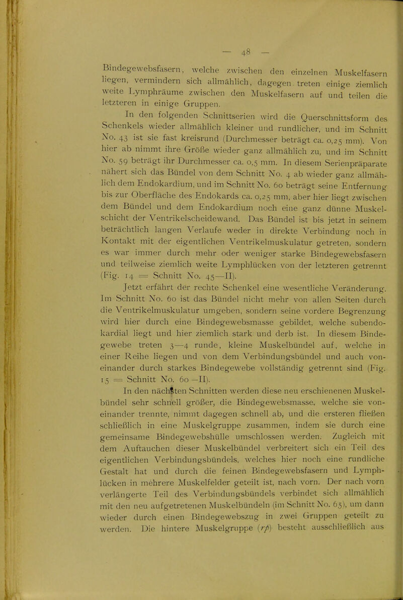 Bindegewebsfasern, welche zwischen den einzehien Muskelfasern hegen, vermindern sich allmählich, dagegen treten einige ziemlich weite Lymphräume zwischen den Muskelfasern auf und teilen die letzteren in einige Gruppen. In den folgenden Schnittserien wird die Querschnittsform des Schenkels wieder allmählich kleiner und rundlicher, und im Schnitt No. 43 ist sie fast kreisrund (Durchmesser beträgt ca. 0,25 mm). Von hier ab nimmt ihre Größe wieder ganz allmählich zu, und im Schnitt No. 59 beträgt ihr Durchmesser ca. 0,5 mm. In diesem Serienpräparate nähert sich das Bündel von dem Schnitt No. 4 ab wieder ganz allmäh- lich dem Endokardium, und im Schnitt No. 60 beträgt seine Entfernung bis zur Oberfläche des*Endokards ca. 0,25 mm, aber hier liegt zwischen dem Bündel und dem Endokardium noch eine ganz dünne Muskel- schicht der Ventrikelscheidewand. Das Bündel ist bis jetzt in seinem beträchtlich langen Verlaufe weder in direkte Verbindung noch in Kontakt mit der eigentlichen Ventrikelmuskulatur getreten, sondern es war immer durch mehr oder weniger starke Bindegewebsfasern und teilweise ziemHch weite Lymphlücken von der letzteren getrennt (Fig. 14 = Schnitt No. 45—II). Jetzt erfährt der rechte Schenkel eine wesentliche Veränderung. Im Schnitt No. 60 ist das Bündel nicht mehr von allen Seiten durch die Ventrikelmuskulatur umgeben, sondern seine vordere Begrenzung wird hier durch eine Bindegewebsmasse gebildet, welche subendo- kardial liegt und hier ziemlich stark und derb ist. In diesem Binde- gewebe treten 3—4 runde, kleine Muskelbündel auf, welche in einer Reihe liegen und von dem Verbindungsbündel und auch von- einander durch starkes Bindegewebe vollständig getrennt sind (Fig. 15 = Schnitt No. 60-II). In den nächsten Schnitten werden diese neu erschienenen Muskel- bündel sehr schnell größer, die Bindegewebsmasse, welche sie von- einander trennte, nimmt dagegen schnell ab, und die ersteren fließen schließhch in eine Muskelgruppe zusammen, indem sie durch eine gemeinsame Bindegewebshülle umschlossen werden. Zugleich mit dem Auftauchen dieser Muskelbündel verbreitert sich ein Teil des eigentlichen Verbindungsbündels, welches hier noch eine rundliche Gestalt hat und durch die feinen Bindegewebsfasern und Lymph- lücken in mehrere Muskelfelder geteilt ist, nach vorn. Der nach vorn verlängerte Teil des Verbindungsbündels verbindet sich allmählich mit den neu aufgetretenen Muskelbündeln (im Schnitt No. 65), um dann wieder durch einen Bindegewebszug in zwei (iruppen geteilt zu werden. Die hintere Muskelgruppe {rp) besteht ausschließlich aus