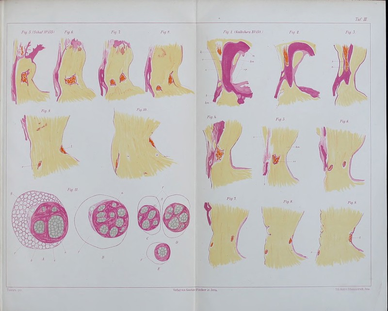 FUi.5.(SchafN9155) Fig 6. Fü}l. Fig.8. FUj. I. IKaUiskerz miSS.l Fig. 2. Fig..}. LVJLAna.v,JolwnWJAnidl,Jetß.