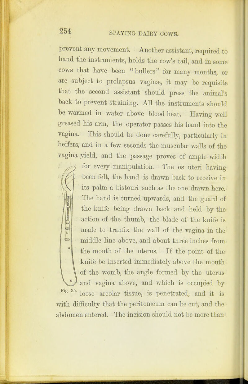 prevent any movement. Another assistant, required to hand the instruments, holds the cow's tail, and in some cows that have been bullers for many months, or are subject to prolapsus vaginae, it may be requisite that the second assistant should press the animal's back to prevent straining. All the instruments should be warmed in water above blood-heat. Having well greased his arm, the operator passes his hand into the vagina. This should be done carefully, particularly in heifers, and in a few seconds the muscular walls of the vagina yield, and the passage proves of ample width for every manipulation. The os uteri having been felt, the hand is drawn back to receive in its palm a bistouri such as the one drawn here. The hand is turned upwards, and the guard of the knife being drawn back and held by the action of the thumb, the blade of the knife is made to tranfix the wall of the vagina in the middle line above, and about three inches from the mouth of the uterus. If the point of the knife be inserted immediately above the mouth of the womb, the angle formed by the uterus and vagina above, and which is occupied by ing. do. jQQgg areolar tissue, is penetrated, and it is with difficulty that the peritonceum can be cut, and the abdomen entered. The incision should not be more than