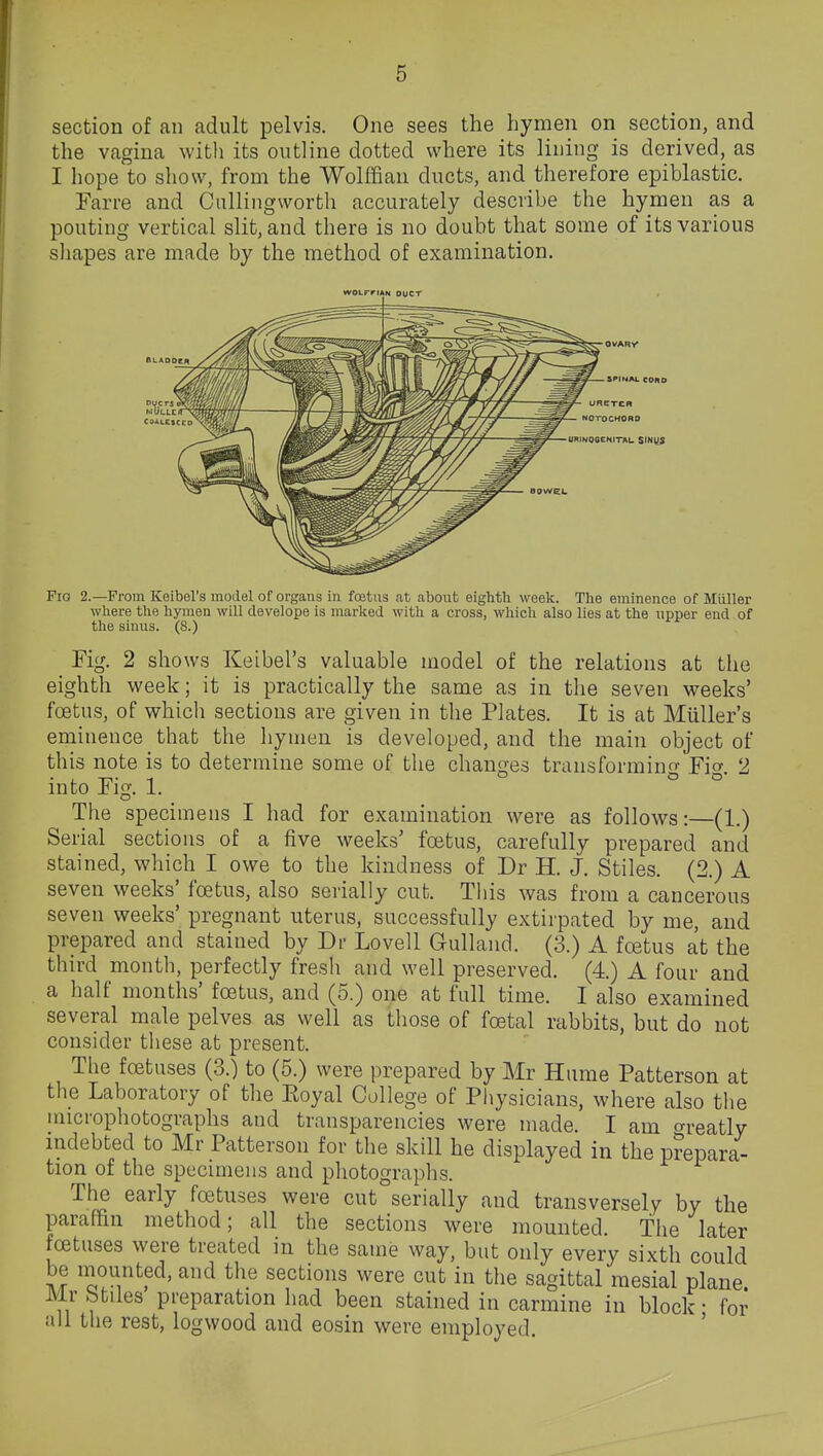 section of an adult pelvis. One sees the hymen on section, and the vagina with its outline dotted where its lining is derived, as I hope to show, from the Wolffian ducts, and therefore epiblastic. Farre and Callingworth accurately describe the hymen as a pouting vertical slit, and there is no doubt that some of its various sliapes are made by the method of examination. WOLFrrAN OUCT URETCB NOTOCHORD URINOGENITAL SINI^S Fig 2.—Prom Keibel's model of organs in fostus at about eighth week. The eminence of Muller where the hymen will develope is marlted with a cross, which also lies at the npper end of the sinus. (8.) Fig. 2 shows Keibel's valuable model of the relations at tlie eighth week; it is practically the same as in the seven weeks' foetus, of which sections are given in the Plates. It is at Miiller's eminence that the hymen is developed, and the main object of this note is to determine some of the changes transforming Fio-. 2 into Fig. 1. The specimens I had for examination were as follows:—(1.) Serial sections of a five weeks' foetus, carefully prepared and stained, which I owe to the kindness of Dr H. J. Stiles. (2.) A seven weeks' foetus, also sei-ially cut. This was from a cancerous seven weeks' pregnant uterus, successfully extirpated by me, and prepared and stained by Dr Lovell Gulland. (3.) A fcetus at the third month, perfectly fresh and well preserved. (4.) A four and a half months' foetus, and (5.) one at full time. I also examined several male pelves as well as those of foetal rabbits, but do not consider these at present. The foetuses (3.) to (5.) were prepared by Mr Hume Patterson at the Laboratory of the Eoyal College of Physicians, where also the microphotographs and transparencies were made. I am ^reatly indebted to Mr Patterson for the skill he displayed in the p?epara- tion of the specimens and photographs. The early fcetuses were cut serially and transversely by the paraffin method; all the sections were mounted. The later foetuses were treated in the same way, but only every sixth could be mounted, and the sections were cut in the sagittal mesial plane Mr btiles preparation had been stained in carmine in block • for all the rest, logwood and eosin were employed. '