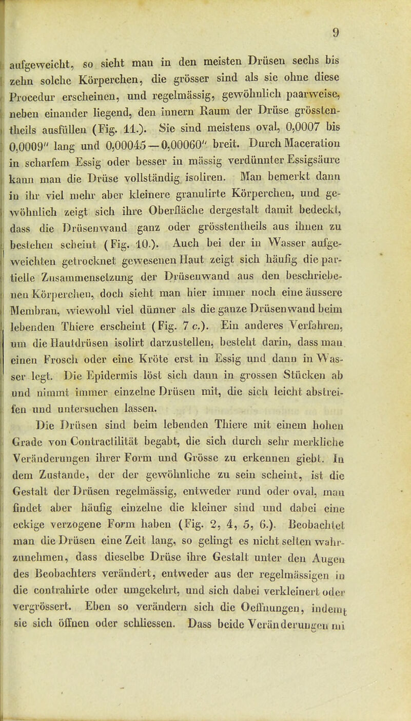 aufgeweicht, so sieht man in den meisten Drüsen sechs bis zehn solche Körperchen, die grösser sind als sie ohne diese Procedur erscheinen, und regelmässig, gewöhnlich paarweise, neben einander liegend, den innern Raum der Drüse grösslen- theils aasfüllen (Fig. 11.). Sie sind meistens oval, 0,0007 bis 0,0009 lang und 0,00045 — 0,00060 breit. Durch Maceration in scharfem Essig oder besser in massig verdünnter Essigsäure kann man die Drüse vollständig isoliren. Man bemerkt dann , in ihr viel mehr aber kleinere granulirte Körperchen, und ge- • wohnlich zeigt sich ihre Oberfläche dergestalt damit bedeckl, dass die Drüsenwand ganz oder grösstentheils aus ihnen zu j bestehen scheint (Fig. 10.)- Auch bei der in Wasser aufge- ! weichten getrocknet gewesenen Haut zeigt sich häufig diepar- i tielle Zusammensetzung der Drüseuwand aus den beschriebe- I neu Körpercheu, doch sieht man hier immer noch eine äussere I Membran, wiewohl viel dünner als die ganze Drüseuwand beim lebenden Thiere erscheint (Fig. 7c.). Ein anderes Verfahren, um die Hautdrüsen isolirt darzustellen, besteht darin, dass mau einen Frosch oder eine Kröte erst in Essig und dann in Was- I ser legt. Die Epidermis löst sich dann in grossen Stücken ab 1 und nimmt immer einzelne Drüsen mit, die sich leicht abslrei- : fen und untersuchen lassen. Die Drüsen sind beim lebenden Thiere mit einem hohen Grade von Contractilität begabt, die sich durch sehr merkliche Veränderungen ihrer Form und Grösse zu erkennen giebt. In dem Zustande, der der gewöhnliche zu sein scheint, ist die Gestalt der Drüsen regelmässig, entweder rund oder oval, mau findet aber häufig einzelne die kleiner sind und dabei eine eckige verzogene Form haben (Fig. 2, 4, 5, 6.). Beobachtet man die Drüsen eine Zeit lang, so gelingt es nicht selten wahr- zunehmen, dass dieselbe Drüse ihre Gestalt unter den Augen des Beobachters verändert, entweder aus der regelmässigen in i die contrahirte oder umgekehrt, und sich dabei verkleinert oder vergrössert. Eben so verändern sich die Oellnungen, indemt sie sich öffnen oder schliessen. Dass beide Veränderuniren ini Ii