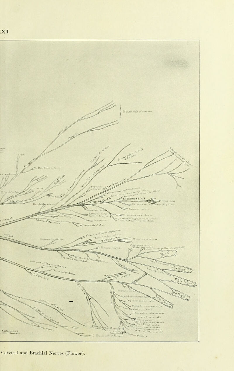 :xii Cervical and Brachial Nerves (Flower).