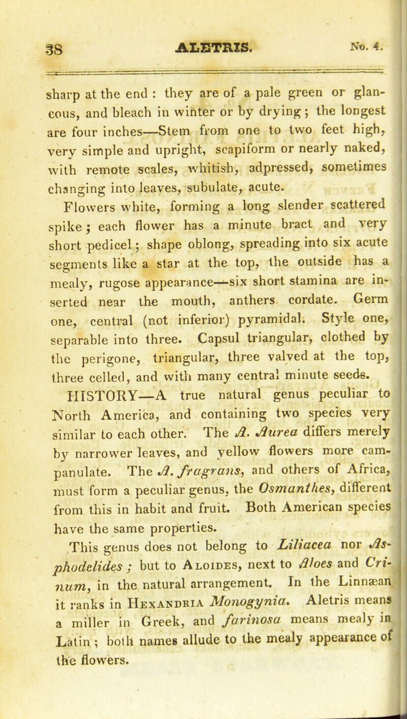 sharp at the end : they are of a pale green or glan- cous, and hleach in winter or by drying; the longest are four inches—Stem from one to two feet high, very simple and upright, scapiform or nearly naked, with remote scales, whitish, adpressed, sometimes changing into leaves, subulate, acute. Flowers white, forming a long slender scattered spike; each flower has a minute bract and very short pedicel; shape oblong, spreading into six acute segments like a star at the top, the outside has a mealy, rugose appearance—-six short stamina are in- serted near the mouth, anthers cordate. Germ one, central (not inferior) pyramidal. Style one, separable into three. Capsul triangular, clothed by the perigone, triangular, three valved at the top, three celled, and with many central minute seede. HISTORY—A true natural genus peculiar to North America, and containing two species very similar to each other. The A. Aurea differs merely by narrower leaves, and yellow flowers more cam- panulate. The A. fragrans, and others of Africa, must form a peculiar genus, the Osmanthes, different from this in habit and fruit. Both American species have the same properties. This genus does not belong to Liliacea nor m^s- phodelides ; but to Aloides, next to dhes and Cri- nttm, in the natural arrangement. In the Linnaean it ranks in Hexandria Monogynia. Aletris means a miller in Greek, and farinosa means mealy in Latin ; boUi names allude to the mealy appearance of the flowers.