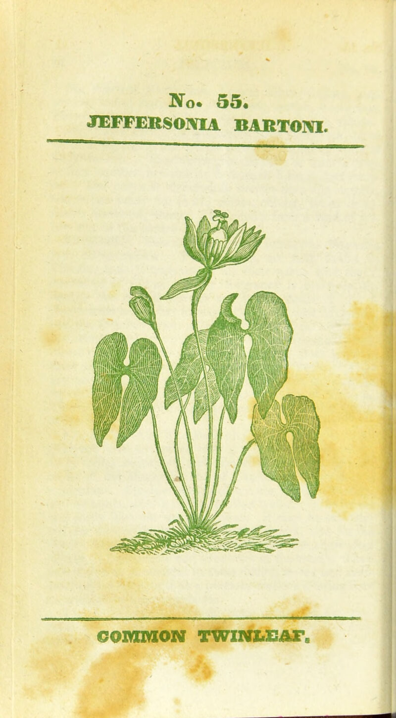 No. 55« JEFFERSONIA BARTOM. COMMON TWINLZiar,