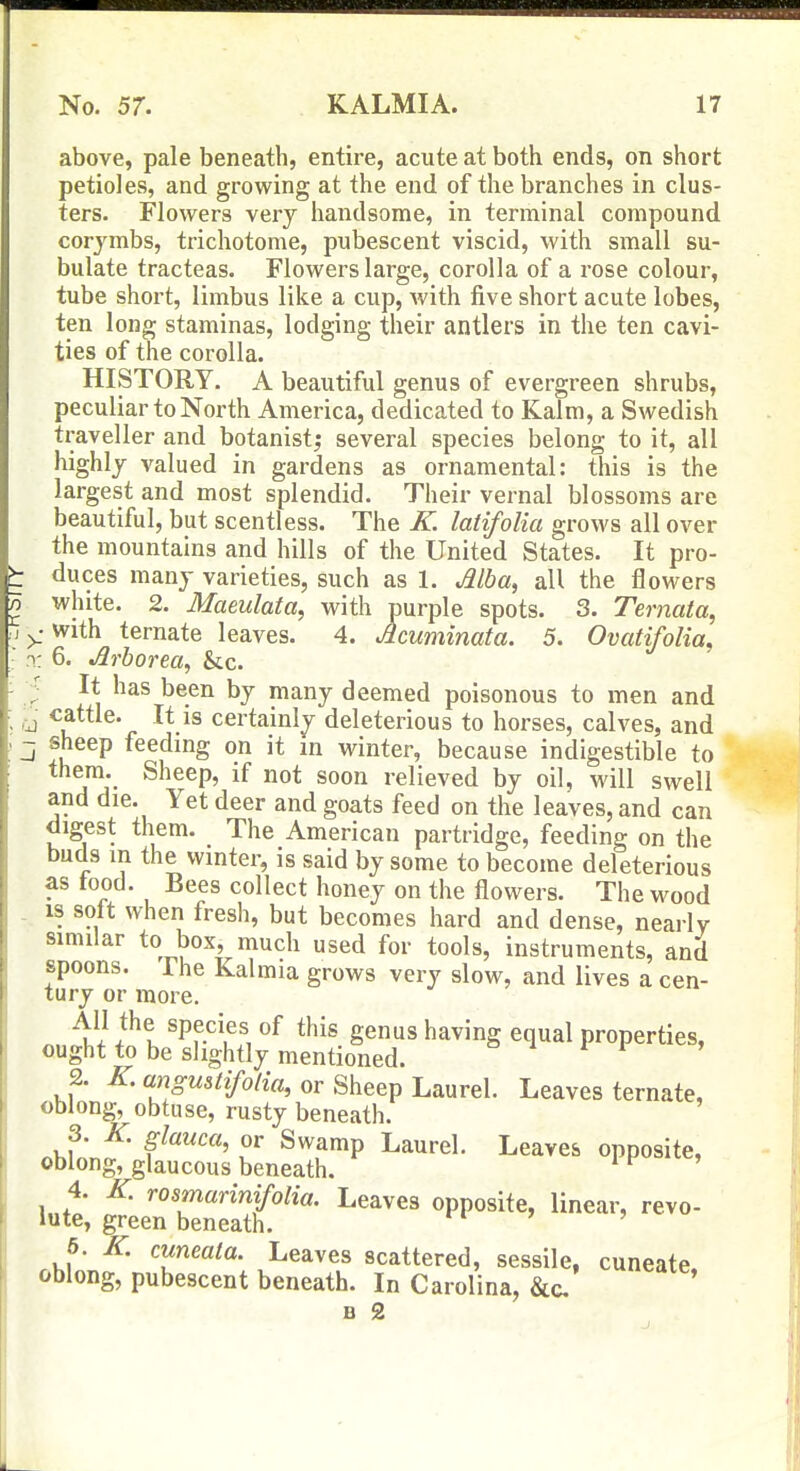 above, pale beneath, entire, acute at both ends, on short petioles, and grovi^ing at the end of the branches in clus- ters. Flowers very handsome, in terminal compound corymbs, trichotome, pubescent viscid, with small su- bulate tracteas. Flowers large, corolla of a rose colour, tube short, limbus like a cup, Avith five short acute lobes, ten long staminas, lodging their antlers in the ten cavi- ties of the corolla. HISTORY. A beautiful genus of evergreen shrubs, peculiar to North America, dedicated to Kalm, a Swedish traveller and botanist; several species belong to it, all highly valued in gardens as ornamental: this is the largest and most splendid. Their vernal blossoms are beautiful, but scentless. The K latifolia grows all over the mountains and hills of the United States. It pro- duces many varieties, such as 1. dlba, all the flowers white. 2. Maeulata, with purple spots. 3. Ternata, ^ with ternate leaves. 4. Acuminata. S. Ovatifolia, X 6. Arborect^ Sec. 5 It has been by many deemed poisonous to men and ,^ cattle. It is certainly deleterious to horses, calves, and ~ sheep feeding on it zn winter, because indigestible to ^^^^®P' soon relieved by oil, will swell and die. Yet deer and goats feed on the leaves, and can digest them. The American partridge, feeding on the buds in the winter, is said by some to become deleterious as tood. Bees collect honey on the flowers. The wood . is solt when fresh, but becomes hard and dense, nearly similar to box, much used for tools, instruments, and spoons. The Kalmia grows very slow, and lives a cen- tury or more. All the species of this genus having equal properties, ought to be slightly mentioned. ^ ^ i 1 2. K. angmtifolia, or Sheep Laurel. Leaves ternate, oblong, obtuse, rusty beneath. 3. K. glauca, or Swamp Laurel. Leaves opposite, oblong, glaucous beneath. ^ ^ ' 4. K rosmarinifotia. Leaves opposite, linear, revo- lute, green beneath. 6. a: cuneata. Leaves scattered, sessile, cuneate. oblong, pubescent beneath. In Carolina, &c B 2