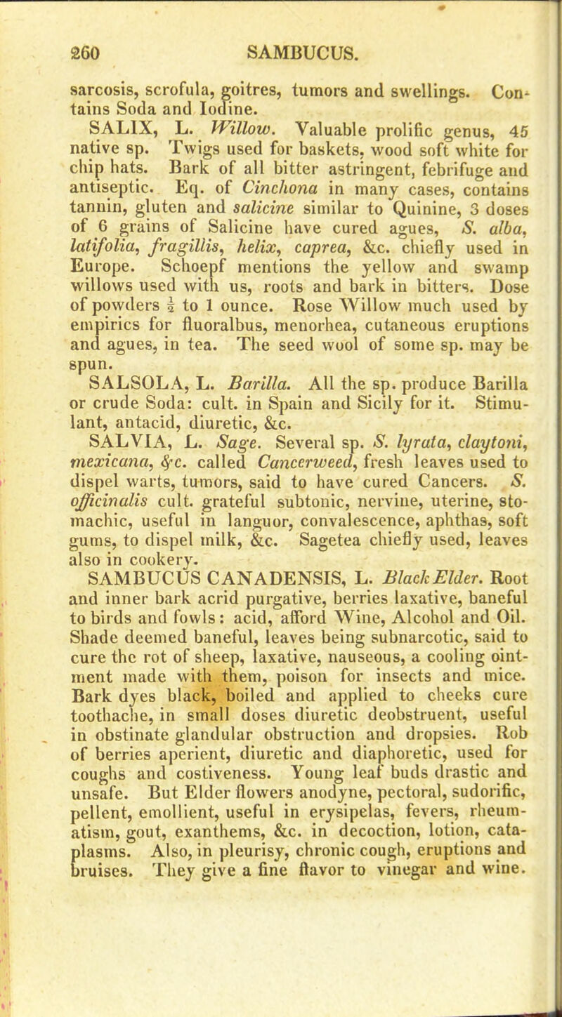 sarcosis, scrofula, goitres, tumors and swellings. Con-^ tains Soda and Iodine. SALIX, L. Willow. Valuable prolific genus, 45 native sp. Twigs used for baskets, wood soft white for chip hats. Bark of all bitter astringent, febrifuge and antiseptic. Eq. of Cinchona in many cases, contains tannin, gluten and salicine similar to Quinine, 3 doses of 6 grains of Salicine have cured agues, S. alba, latifolia, fragillis, helix^ caprea, &c. chiefly used in Europe. Schoepf mentions the yellow and swamp willows used with us, roots and bark in bitters. Dose of powders ^ to 1 ounce. Rose Willow much used by empirics for fluoralbus, menorhea, cutaneous eruptions and agues, in tea. The seed wool of some sp. may be spun. SALSOLA, L. Barilla. All the sp. produce Barilla or crude Soda: cult, in Spain and Sicily for it. Stimu- lant, antacid, diuretic, &c. SALVIA, L. Sage. Several sp. S. lyrata, daytotii, mexicaria, ^c. called Cancerweed, fresh leaves used to dispel warts, tumors, said to have cured Cancers. S. officinalis cult, grateful subtonic, nervine, uterine, sto- machic, useful in languor, convalescence, aphthas, soft gums, to dispel milk, &c. Sagetea chiefly used, leaves also in cookery. SAMBUCUS CANADENSIS, L. Black Elder. Root and inner bark acrid purgative, berries laxative, baneful to birds and fowls: acid, aiFord Wine, Alcohol and Oil. Shade deemed baneful, leaves being subnarcotic, said to cure the rot of sheep, laxative, nauseous, a cooling oint- ment made with them, poison for insects and mice. Bark dyes black, boiled and applied to cheeks cure toothache, in small doses diuretic deobstruent, useful in obstinate glandular obstruction and dropsies. Rob of berries aperient, diuretic and diaphoretic, used for coughs and costiveness. Young leaf buds drastic and unsafe. But Elder flowers anodyne, pectoral, sudorific, pellent, emollient, useful in erysipelas, fevers, rheum- atism, gout, exanthems, &c. in decoction, lotion, cata- plasms. Also, in pleurisy, chronic cough, eruptions and bruises. They give a fine flavor to vinegar and wine.