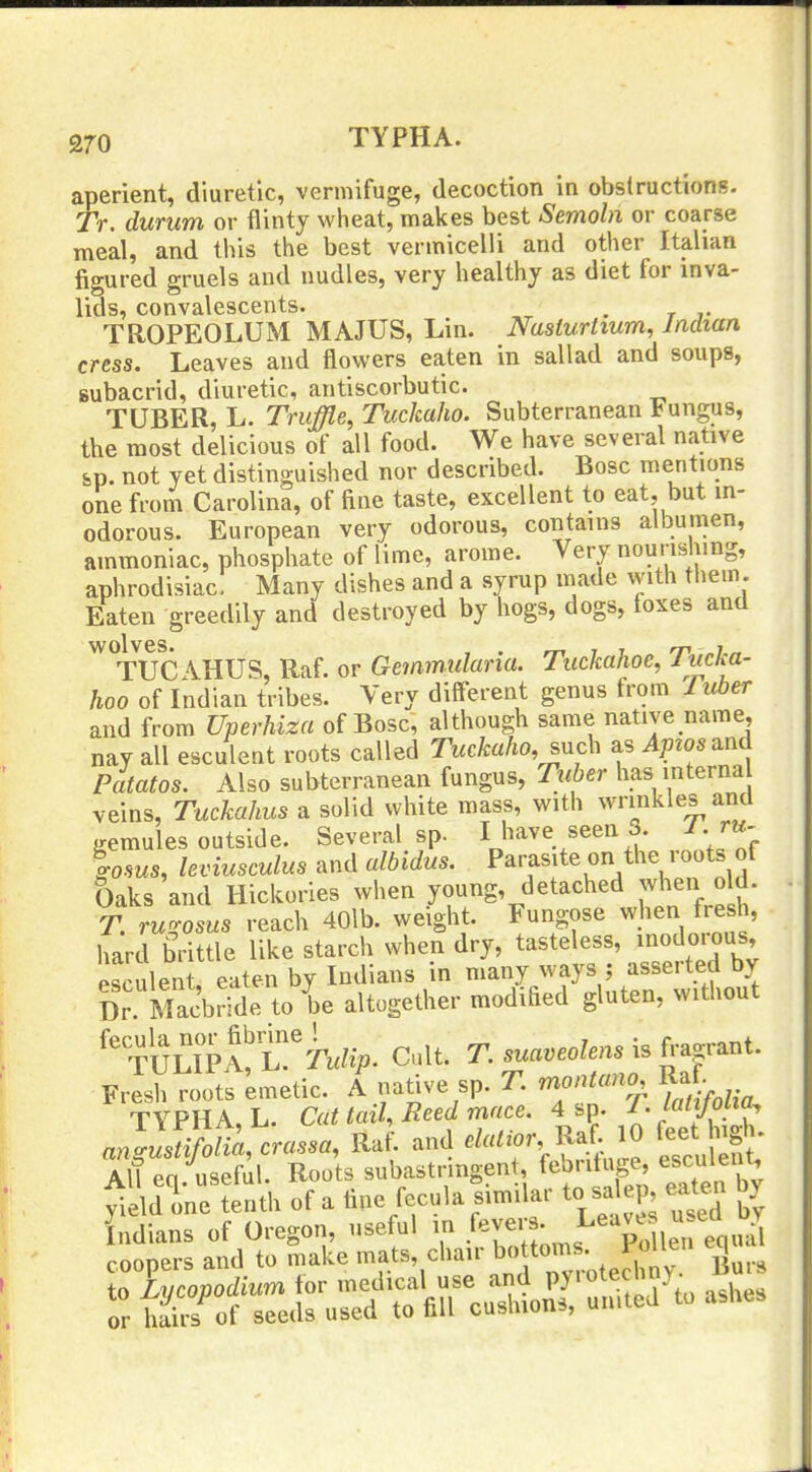 aperient, diuretic, vermifuge, decoction in obslructions. TV. durum or flinty wheat, makes best Semohi or coarse meal, and this the best vermicelli and other Italian figured gruels and nudles, very healthy as diet for inva- lids, convalescents. . TROPEOLUM MAJUS, Lin. Nasturtium, Indian, cress. Leaves and flowers eaten in sallad and soups, Bubacrid, diuretic, antiscorbutic. TUBER, L. Tniffle, Tuckaho. Subterranean Fungus, the most delicious of all food. We have several native &p. not yet distinguished nor described. Bosc mentions one from Carolina, of fine taste, excellent to eat, but in- odorous. European very odorous, contains albumen, ammoniac, phosphate of lime, arome. Very nourishing, aphrodisiac. Many dishes and a syrup made with tliem. Eaten greedily and destroyed by hogs, dogs, foxes and ^'tUCAHUS, Raf. or Gemmularia. Tuckahoe, Tucka- hoo of Indian tribes. Very different genus from ruber and from Uperhiza of Bosc, although same natiye name, nay all esculent roots called Tuckaho, snch as Apzos^nd pitatos. Also subterranean fungus, Tuber has interna veins, Tuckahus a solid white mass, with wrinkles and gemules outside. Several sp. I have seen 3. J . rw %osus, leviusculus and albidus. Parasite on the roots of Oaks and Hickories when young, detached wlien old T. ru!^osus reach 40lb. weight. Fungose when fresh, liard brittle like starch when dry, tasteless, ^nodoious Psculent eaten by Indians in many ways ; asserted by Dr Mac'brrde to be altogether modifled gluten, without ''TUUptt'k/^p. Cult. TsuaveoIensi.fr.^r.uU Fresh roots Lnetic. A native sp. T rrwntano Ra TYPHA, L. Cat tail. Reed mace. 4 sp. T. tatiJoLia^ angl!t^ot,crassa, Raf. and ^/«'f vf-fn^e escuS* All eq. useful. Roots subastrmgent febri ige, escu en^ yield one tenth of a tine fecula similar to sa ep, eate^ ^y Indians of Oregon, useful in f^'^^'IJ'leneqiS coopers and to make ^-f'^f'^''''''l'Zs^^^^^ 5urs