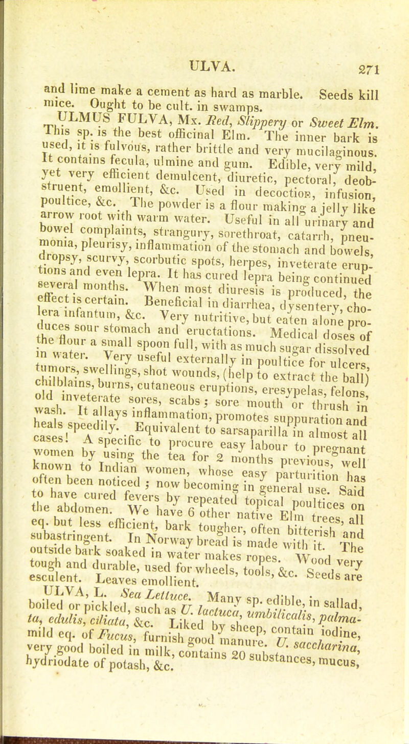 and lime make a cement as hard as marble. Seeds kill mice. Ought to be cult, in swamps. ULMUS FULVA, Mx. Red, Slippery or Sweet Elm. Ihis sp. is the best officinal Elm. The inner bark is used, ,t ,s fulvous, rather brittle and very raucilapinous. It contains ^xula, u mine and gum. Edible, ver| mild, ye very efficient demulcent, diuretic, pectoral, deob^ struent, emdheiU, &c. U.ed in decoctioR, infusion, poultice, &c. The powder is a flour making a jelly like arrow root with M^arm water. Useful in alUriLry and bowel complaints, strangury, sorethroat, catarrh, pneu- monia, pleurisy, inflammation of the stomach and bowels ft?5'f ''^'.'''■''V''? ^P^'' ^^^'^e^' inveterate erup-' tmns and even lepra. It has cured lepra beino- continued several months. When most diuresis is produced he effect ,scertain. Beneficial in diarrhea, dysente,y cho lera infantum, &c. Very nutritive, but eaten alon^ nro duces sour stomach and eructations. Medial closes of he flour a small spoon full, with as much sugar d Xd n water. Very useful externally in poultice for u cirs tumors, swellings, shot wounds, (help to extract the ba h chilblains, burns, cutaneous eruptions, eresvpelas felonP wash7t ar ''T '''^ mouth^r thl-usH' heal 'sneedi v^' inflammation promotes suppurationanS ca«e^ A snP.ifi T '^ sarsaparilla in almost all ca„es. A specific to procure easy labour to nreo-nan/ women by using the tea for 2 nmnths preLus^ w.l outside bark soaked in water makes rones W. 1'i ^ tough and durable, used for wheels tools ^r ^ V'^ esculent. Leaves emollient ' ^ Seeds are boiVed?;ickle?:ut^'Ir^ l^r' ^-'l^d' mild eq. if/'.cj., furni^illd'f/a„re' TT' /'I^' very good boiled in milk, coX„r2rni;«? hydriodate of potash, &c. substances, mucus,