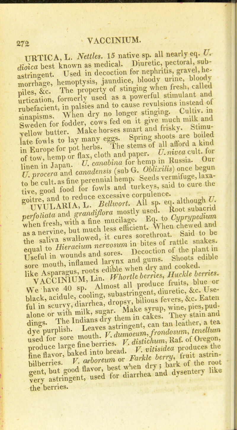 VACCINIUM. TTRTICA, L. Nettles. 15 native sp. all nearly eq. IL dioica best known as medical. Diuretic, pectoral, sub- astringent. Used in decoction for nephritis, gravel, he- morSe, hemoptysis, jaundice, bloody urine bloody X &c. The property of stinging wkn fresh, called Srtfc'ation, formerly use'd as a powerfu stimulant and Rubefacient, in palsies and to cause revu sions ms ead of sLapisms When dry no longer stmging. Cultiv m sTden for fodder, cows fed on it give much milk and Sinnw butter Make horses smart and frisky. Stimu- yellow ouwer. ^^^^ ^^^j^^ late fowls to lay many eggs »P g ^ ^.^^ 'fforrem^o'r^V fd^thaS^^^^^^^^^^ cult, for ? /rin jZn U canabina fir hemp in Russia. Our hnen in Japan. • . ^ ^ Oblixilis) once begun •ve .0 d fooK fowls and'turkeys, said to cure the fresh, with a fine -^^f ^ Vhen and r w ifcures sor— ^^^^^^^^^^ the sauv . nervosum in bites of rattle snaKes. equal to Hieraaum ripcoction of the plant in Useful in wounds and soies Decoct^^ V ^^.^^^ sore mouth, inflamed Wn^^/dry and cooked. VACCIJNIUM, i-ii reduce fruits, blue or We have 40 .^j'^^^^^,! diuretic, &c. Use- black, acidule, cool ng, sbasUin , ^^^^^^ ful in SCU1.T, syrup, wine, pies,pud- alone or with mi k, suga- J^^'^ ^ rj,, g^ain and dings. The lndians dry ^^^^^^^^ ^ J,,,r, a tea dye purplish. Reaves astring ^ ^^^^^^^^^ tendkm used for sore .^^^TS of Oregon, produce large fine berr e». F. ^^^ ..duces the Le flavor, baked mto bread. /-^^X fruit astrin- bilberries. V ^^'''''^J'JZ^^^^^^^ of the root reR^Lti^ngfnt!^!^dtSii dysentery like the berries.
