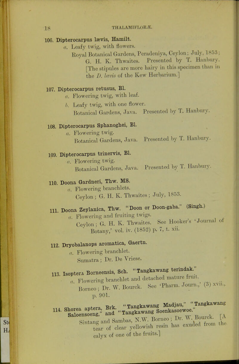 106. Dipterocarpus laevis, Hamilt. a. Leafy twig, with flowers. Royal Botanical Gardens, Peradeniya, Ceylon ; July, 1853 G. H. K. Thwaites. Presented by T. Hanbury [The stipules are more hairy in this specimen than i the D. la'vis of the Kew Herbarium.] 107. Dipterocarpus retusus, Bl. a. Flowering twig, with leaf. b. Leafy twig, with one flower. Botanical Gardens, Java. Presented by T. Banbury. 108. Dipterocarpus Sphanoghei, Bl. a. Flowering twig. Botanical Gardens, Java. Presented by T. Hanburv. 109. Dipterocarpus trinervis, Bl. a. Flowering twig. Botanical Gardens, Java. Presented by T. Hanburv. 110. Doona Gardneri, Thw. MS. a. Flowering branchlets. Ceylon; G. H. K. Thwaites; July, 1853. 111. Doona Zeylanica, Thw. Doon or Doon-gaba. (Singh.) a Flowering and fruiting twigs. Ceylon; G. H. K. Thwaites. See Hooker's 'Journal ot Botany,' vol. iv. (1852) p. 7, t. xii. 112. Dryobalanops aromatica, Gaertn. a. Flowering branchlet. Sumatra ; Dr. De Vriese. 113 Isoptera Borneensis, Sch.  Tangkawang terindak. a Flowering branchlet and detached mature fruit  Borneo ; Dr. W. Bourck. See 'Pharm. Journ., (3) xvn.. p. 901. calyx of one of the fruits.]