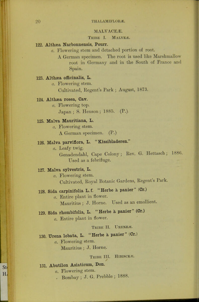 MALVACEAE. Tribe I. Malve^. 122. Althaea Narbonnensis, Pourr. a. Flowering stem and detached portion of root. A German specimen. The root is used like Marshmallow root in Germany and in the South of France and Spain. 123. Althaea officinalis, L. a. Flowering stem. Cultivated, Regent's Park ; August, 1873. 124. Althaea rosea, Cav. a. Flowering top. Japan; S. Henson; 1885. (P.) 125. Malva Mauritiana, L. a. Flowering stem. A German specimen. (P.) 126. Malva parviflora, L.  Kissibladeren. a. Leafy twig. Genadendahl, Cape Colony; Rev. G. Hettasch; 1886. Used as a febrifuge. 127. Malva sylvestris, L. a. Flowering stem. Cultivated, Royal Botanic Gardens, Regent's Park. 128. Sida carpinifolia L.f. Herhe a panier (Or.) a. Entire plant in flower. Mauritius ; J. Home. Used as an emollient. 129. Sida rhombifolia, L. Herbe a panier (Or.) a. Entire plant in flower. Tribe II. Urene^e. 130. Urena lohata, L. Herhe a panier (Or.) a. Flowering stem. Mauritius ; J. Home. Tribe III. Hibisce^e. 131. Ahutilon Asiaticum, Don. a. Flowering stem. . Bombay ; J. G. Prebble ; 1888.