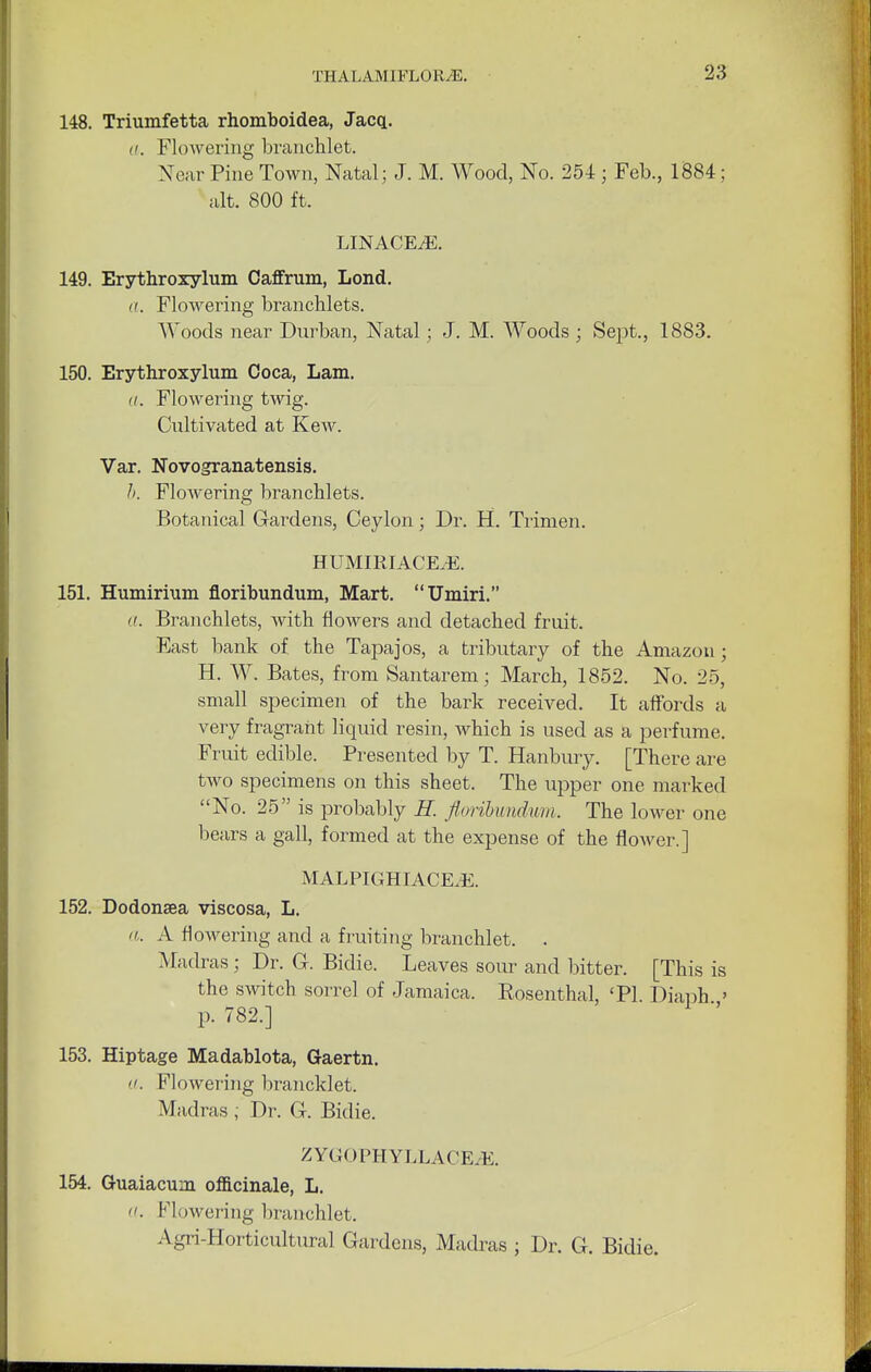 148. Triumfetta rhomboidea, Jacq. ft. Flowering branchlet. Near Pine Town, Natal; J. M. Wood, No. 254 ; Feb., 1884; alt. 800 ft. LINACE.E. 149. Erythroxylum Caffrum, Lond. a. Flowering branchlets. Woods near Durban, Natal; J. M. Woods ; Sept., 1883. 150. Erythroxylum Coca, Lam. ci. Flowering twig. Cultivated at Kew. Var. Novogranatensis. //. Flowering branchlets. Botanical Gardens, Ceylon; Dr. H. Trimen. HUMIRIACEiE. 151. Humirium floribundum, Mart. Umiri. «. Branchlets, with flowers and detached fruit. East bank of the Tapajos, a tributary of the Amazon ; H. W. Bates, from Santarem; March, 1852. No. 25, small specimen of the bark received. It affords a very fragrant liquid resin, which is used as a perfume. Fruit edible. Presented by T. Hanbury. [There are two specimens on this sheet. The upper one marked No. 25 is probably H. floribundum. The lower one bears a gall, formed at the expense of the flower.] MALPIGHIACE.E. 152. Dodonsea viscosa, L. ft. A flowering and a fruiting branchlet. . Madras; Dr. G. Bidie. Leaves sour and bitter. [This is the switch sorrel of Jamaica. Eosenthal, 'PI Diaph > p. 782.] 153. Hiptage Madablota, Gaertn. ft. Flowering brancklet. Madras ; Dr. G. Bidie. ZYGOPHYLLACEiE. 154. Guaiacum officinale, L. ft. Flowering branchlet. Agri-Horticultural Gardens, Madras ; Dr. G. Bidie.