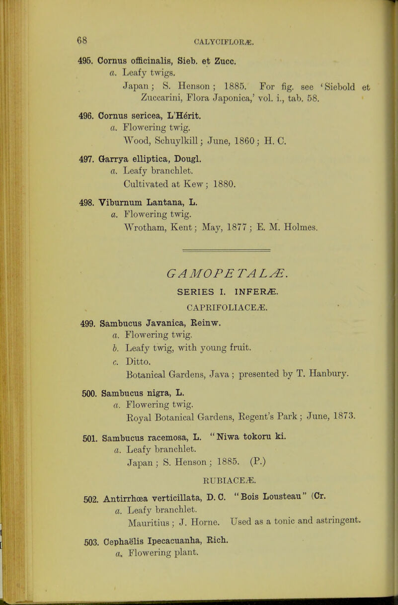 495. Cornus officinalis, Sieb. et Zucc. a. Leafy twigs. Japan; S. Hcnson ; 1885. For fig. see 'Siebold € Zuccarini, Flora Japonica,' vol. i., tab. 58. 496. Cornus sericea, L'Herit. a. Flowering twig. Wood, Schuylkill; June, 1860; H. C. 497. Garrya elliptica, Dougl. a. Leafy branchlet. Cultivated at Kew; 1880. 498. Viburnum Lantana, L. a. Flowering twig. Wrotham, Kent; May, 1877 ; E. M. Holmes. GAMOPETALsE. SERIES I. INFERS. CAPRIFOLIACE.E. 499. Sambucus Javanica, Eeinw. a. Flowering twig. b. Leafy twig, with young fruit. c. Ditto. Botanical Gardens, Java ; presented by T. Hanbury. 500. Sambucus nigra, L. a. Flowering twig. Royal Botanical Gardens, Regent's Park; June, 1873. 501. Sambucus racemosa, L.  Niwa tokoru ki. a. Leafy branchlet. Japan; S. Henson ; 1885. (P.) RUBIACE/E. 502. Antirrhoea verticillata, D.C. Bois Lousteau (Cr. a. Leafy branchlet. Mauritius ; J. Home. Used as a tonic and astringent. 503. Cephaelis Ipecacuanha, Rich. a. Flowering plant.