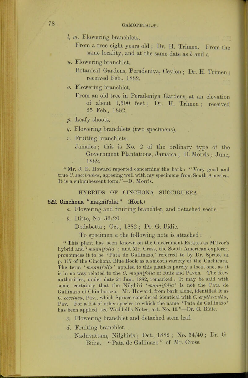 I, m. Flowering branchlets. From a tree eight years old ; Dr. H. Trimen. From the same locality, and at the same date as b and c. n. Flowering branchlet. Botanical Gardens, Peradeniya, Ceylon; Dr. H. Trimen • received Feb., 1882. o. Flowering branchlet. From an old tree in Peradeniya Gardens, at an elevation of about 1,500 feet j Dr. H. Trimen j received 25 Feb., 1882. p. Leafy shoots. q. Flowering branchlets (two specimens), r. Fruiting branchlets. Jamaica; this is No. 2 of the ordinary type of the Government Plantations, Jamaica j D. Morris; June, 1882. Mr. J. E. Howard reported concerning the bark : Very good and true C. succirubra, agreeing well with my specimens from South America. It is a subpubescent form.—D. Morris. HYBRIDS OF CINCHONA SUCCIRUBRA. 522. Cinchona  magnifolia. (Hort.) a. Flowering and fruiting branchlet, and detached seeds. b. Ditto, No. 32/20. Dodabetta; Oct., 1882 ; Dr. G. Bidie. To specimen a the following note is attached :  This plant has been known on the Government Estates as M'lvor's hybrid and ' magnifolia'; and Mr. Cross, the South American explorer, pronounces it to be ' Pata de Gallinazo,' referred to by Dr. Spruce at p. 117 of the Cinchona Blue Book as a smooth variety of the Cuchicara. The term 1 magnifolia ' applied to this plant is purely a local one, as it is in no way related to the C. magnifolia of Ruiz and Pavon. The Kew authorities, under date 24 Jan., 1882, remarked : It may be said with some certainty that the Nilghiri ' magnifolia' is not the Pata de Gallinazo of Chimborazo. Mr. Howard, from bark alone, identified it as C. coccinea, Pav., which Spruce considered identical with C. erythrantha, Pav. For a list of other species to which the name ' Pata de Gallinazo' has been applied, see Weddell's Notes, art. No. 10.—Dr. G. Bidie. c. Flowering branchlet and detached stem leaf. d. Fruiting branchlet. Naduvattam, Nilghiris • Oct., 1882; No. 34/40; Dr. G Bidie,  Pata de Gallinazo  of Mr. Cross.