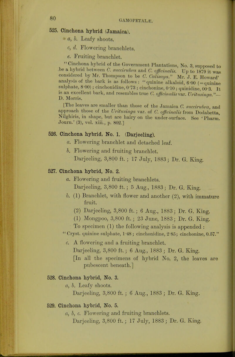 so GAMOPETALiE. 525. Cinchona hybrid (Jamaica). a, b. Leafy shoots. c, d. Flowering branchlets. e. Fruiting branchlet. Cinchona hybrid of the Government Plantations, No. 3, supposed to he a hybrid between C. succirubra and C. officinalis. Up to 1879 it was considered by Mr. Thompson to be C. Calisaya. Mr. J. E. Howard' analysis of the bark is as follows : quinine alkaloid, 6-00 ( = quinine sulphate, 800) ; cinchonidine, 073 ; cinchonine, (M0 ; quinidine, 00\3. It is an excellent bark, and resembles true C. officinalis var. Uritusmga — D. Morris. [The leaves are smaller than those of the Jamaica C. succirubra, and approach those of the Uritusinga var. of C. officinalis from Dodabetta, Nilghiris, in shape, but are hairy on the under-surface. See ' Pharm! Journ.' (3), vol. xiii., p. 802.] 526. Cinchona hybrid, No. 1. (Darjeeling). a. Flowering branchlet and detached leaf. b. Flowering and fruiting branchlet. Darjeeling, 3,800 ft.; 17 July, 1883; Dr. G. King. 527. Cinchona hybrid, No. 2. a. Flowering and fruiting branchlets. Darjeeling, 3,800 ft. ■ 5 Aug., 1883; Dr. G. King. b. (1) Branchlet, with flower and another (2), with immature fruit. (2) Darjeeling, 3,800 ft.; 6 Aug., 1883; Dr. G. King. (1) Mongpoo, 3,800 ft. ; 23 June, 1883; Dr. G. King. To specimen (1) the following analysis is appended :  Cryst. quinine sulphate, T48 ; cinchonidine, 2-85; cinchonine, 0.57. c. A flowering and a fruiting branchlet. Darjeeling, 3,800 ft.; 6 Aug., 1883 ; Dr. G. King. [In all the specimens of hybrid No. 2, the leaves are pubescent beneath.] 528. Cinchona hybrid, No. 3. a, b. Leafy shoots. Darjeeling, 3,800 ft. ; 6 Aug., 1883 ; Dr. G. King. 529. Cinchona hybrid, No. 5. a, b, c. Flowering and fruiting branchlets. Darjeeling, 3,800 ft.; 17 July, 1883 ; Dr. G. King.