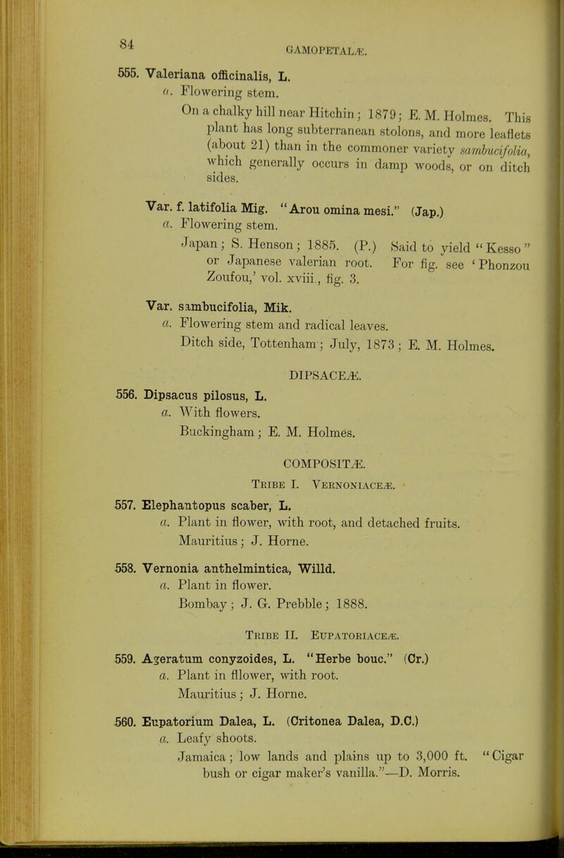 GAMOPETAL.'K. 555. Valeriana officinalis, L. o. Flowering stem. On a chalky hill near Hitchiri; 1879; E. M. Holmes. This plant has long subterranean stolons, and more leaflets (about 21) than in the commoner variety sambucifolia, which generally occurs in damp woods, or on ditch sides. Var. f. latifolia Mig.  Arou omina mesi. (Jap.) a. Flowering stem. Japan; S. Henson; 1885. (P.) Said to yield Kesso or Japanese valerian root. For fig/see 'Phonzou Zoufou,' vol. xviii., fig. 3. Var. sambucifolia, Mik. a. Flowering stem and radical leaves. Ditch side, Tottenham; July, 1873; E. M. Holmes. dipsace,e. 556. Dipsacus pilosus, L. a. With flowers. Buckingham; E. M. Holmes. COMPOSITE. Tribe I. Vernoniace^e. 557. Elephantopus scaber, L. a. Plant in flower, with root, and detached fruits. Mauritius; J. Home. 558. Vernonia anthelmintic^ Willd. a. Plant in flower. Bombay; J. G. Prebble; 1888. Tribe II. Eupatoriace^. 559. A^eratum conyzoides, L. Herbe bouc. (Or.) a. Plant in fllower, with root. Mauritius; J. Horne. 560. Eupatorium Dalea, L. (Critonea Dalea, D.C.) a. Leafy shoots. Jamaica; low lands and plains up to 3,000 ft. Cigar bush or cigar maker's vanilla.—D. Morris.