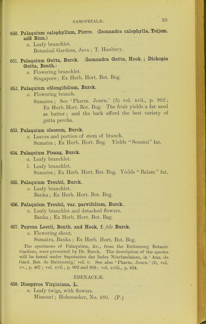 650. Palaquium calophyllum, Pierre. (Isonandra calophylla, Teijsm. and Binn.) a. Leafy branchlet. Botanical Gardens, Java ; T. Hanbury. 651. Palaquium Gutta, Burck. (Isonandra Gutta, Hook. ; Dichopis Gutta, Benth.) ft. Flowering branchlet. Singapore; Ex Herb. Hort. Bot. Bog. 652. Palaquium oblongifolium, Burck. ft. Flowering branch. Sumatra; See < Pharm. Journ.' (3) vol. xvii., p. 902 ; Ex Herb. Hort. Bot. Bog. The fruit yields a fat used as butter; and the bark afford the best variety of gutta percha. 653. Palaquium oleosum, Burck. ft. Leaves and portion of stem of branch. Sumatra ; Ex Herb. Hort. Bog. Yields  Soentei fat. 654. Palaquium Pisang, Burck. . ft. Leafy branchlet. b. Leafy branchlet. Sumatra; Ex Herb. Hort. Bot. Bog. Yields  Balam  fat. 655. Palaquium Treubii, Burck. ft. Leafy branchlet. Banka; Ex Herb. Hort. Bot. Bog. 656. Palaquium Treubii, var. parvifolium, Burck. ft. Leafy branchlet and detached flowers. Banka ; Ex Herb. Hort. Bot. Bog. 657. Payena Leerii, Benth. and Hook, f. fide Burck. ft. Flowering shoot. Sumatra, Banka; Ex Herb. Hort. Bot. Bog. The specimens of Palaquium, &c., from the Buitenzorg Botanic Gardens, were presented by Dr. Burck. The description of the species- will be found under Sapotacees des Indes Neerlandaises, in 'Ann. de Gard. Bot. de Buitenzorg,' vol. v. See also ' Pharm. Journ.' (3), voL xv., p. 407 ; vol. xvii, p. 902 and 916 ; vol. xvihV, p. 624. EBENACEiE. 658. Diospyros Virginiana, L. ft. Leafy twigs, with flowers. Missouri; Hohenacker, No. 480. (P.)