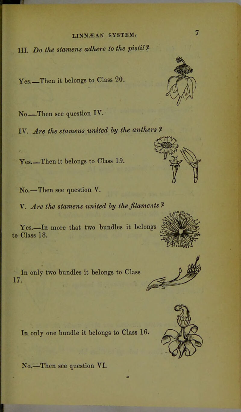 Ill, Do the stamens adhere to the pistil ? Yes Then it belongs to Class 20. No Then see question IV. IV. Are the stamens united by the anthers ? Yes. Then it belongs to Class 19. No.—Then see question V. V. Are the stamens united by the filaments ? Yes ^In more that two bundles it belongs to Class 18. In only two bundles it belongs to Class 17. In only one bundle it belongs to Class 16.