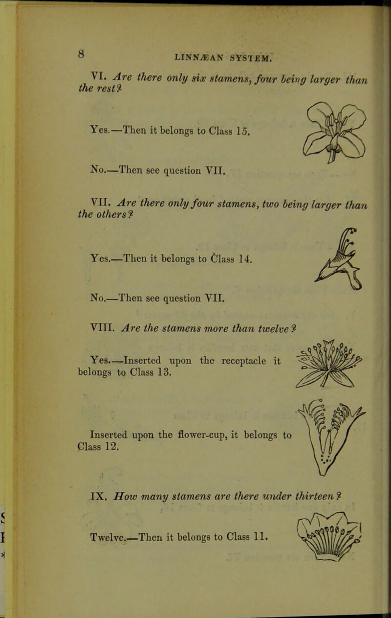 VI. Are there only six stamens, four being larger than the rest? Yes.—Then it belongs to Class 15. No.—Then see question VII. VII. Are there only four stamens, two being larger than the othersf Yes.—Then it belongs to Class 14. No.—Then see question VII. VIII. Are the stamens more than twelve ? Yes.—Inserted upon the receptacle it belongs to Class 13. Inserted upon the flower-cup, it belongs to Class 12. ,IX. How many stamens are there under thirteen ?