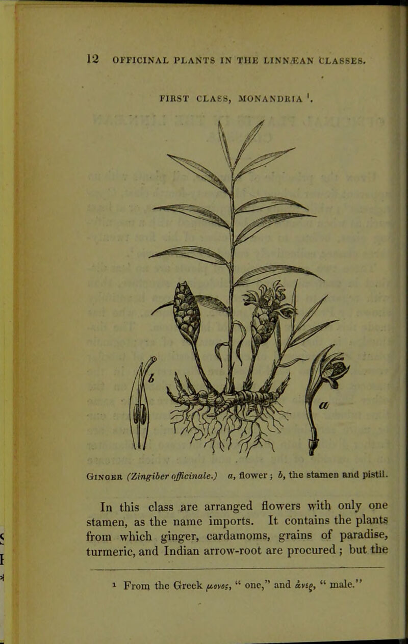 FIRST CLASS, MONANDEIA Ginger (Zingiber officinale.) a, flower; b, the stamen and pistil. In this class are arranged flowers with only one stamen, as the name imports. It contains the plants from which ginger, cardamoms, grains of paradise, turmeric, and Indian arrow-root are procured; but the