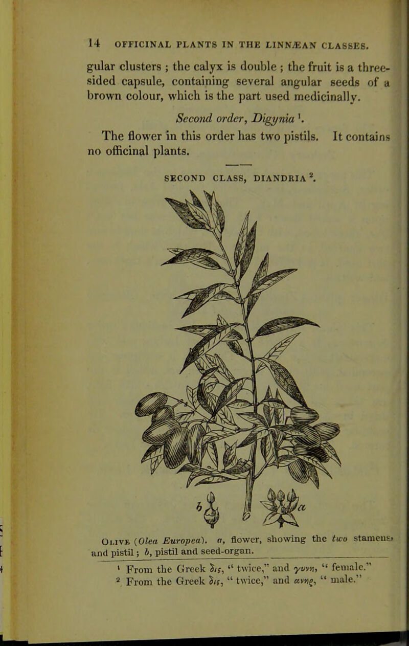 gular clusters ; the calyx is double ; the fruit is a three- sided capsule, containing several angular seeds of a brown colour, which is the part used medicinally. Second order, Digynia '. The flower in this order has two pistils. It contains no officinal plants. SECOND CLASS, DIANDRIA *. Oi.ivE {Olea Europea). a, flower, showing the two stanieiit. and pistil; b, pistil and seed-organ. ' From the Greek S/f,  twee, and yuvn,  female.