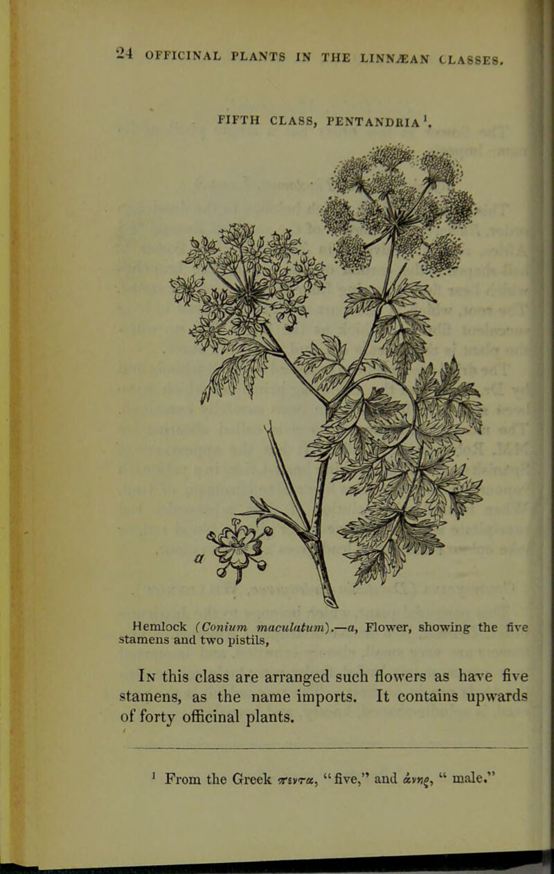 FIFTH CLASS, PENTANDEIA ' Hemlock (Conium maculatum).—a, Flower, showing the five stamens and two pistils. In this class are arranged such flowers as hare five stamens, as the name imports. It contains upwards of forty officinal plants.