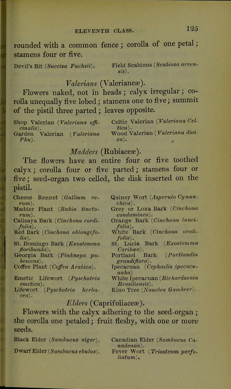 ELEVENTH OLASS. rounded with a common fence; corolla of one petal; stamens four or five. Devil's Bit (Succisa Fuchsii). Field Scabious (Scabiosa arven- sis). Valerians (Valerianese). Flowers naked, not in heads; calyx irregular; co- rolla unequally five lobed; stamens one to five; summit of the pistil three parted; leaves opposite. Shop Valerian (Valeriana offi- Celtic Valerian (Valeriana Cel- einalis). tica). Garden Valerian (Valeriana Wood Valerian (Valeriana dwi - Phil). ca). Madders (Rubiacese). The flowers have an entire four or five toothed calyx; corolla four or five parted; stamens four or five; seed-organ two ceUed, the disk inserted on the pistil. Cheese Rennet (Gallium ve- Quinsy Wort [Asperula Cynan- rtim). chica), Madder Plant (Rubia tincto- Grey or Loxa Bark (Cinchona rum). condaminea). Calisaya Bark (Cinchona cordi- Orange Bark [Cinchona lanci- folia). folia). Red Bark (Cinchona oblongifo- White Bark (Cinchona ovali- lia). folia). St. Domingo Bark (Exostemma St. Lucia Bark (Exostemma ftoribunda). Cnribeea). Georgia Bark (Pinkneya pu- Portland Bark (Portlandia bescens). grandijiora). Coffee Plant (Coffea Arabica). Ipecacuan (Cephaelis ipecacu- anha) Emetic Lifewort (Pyschotria White Ipecacuan (Richardsonia emetica). B rasiliensis). Lifewort (Pyschotria herim- Kiao Tree (Nauclea Oambeer). cea). Elders (CaprifoUacese). Flowers with the calyx adhering to the seed-organ ; the corolla one petaled; fruit fleshy, with one or more seeds. Black Elder (Sambucus niger). Canadian Elder (Sambucus Ca- nadensis). TJvfoif Elder (Sambucusebulus). Fever Wort (Triosteum perfo- liatum).