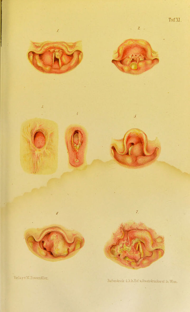 'i'nlf^j'r.U. BtaijmüUer. j:'aibe:jtiitick d^K.J'^Jlol u-SlaaJsoiruckorej in Wien.