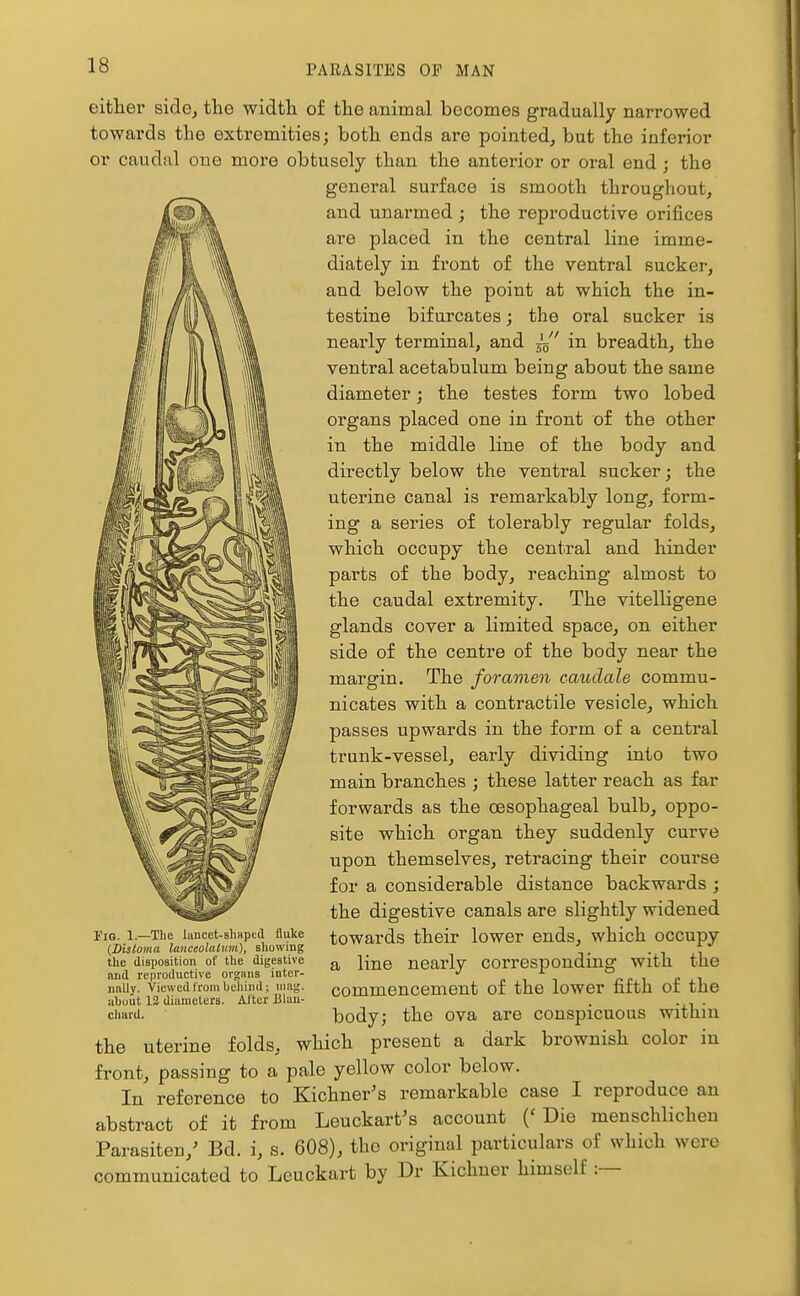 either sidcj the width of the animal becomes gradually narrowed towards the extremities; both ends are pointed, but the inferior or caudal one more obtusely than the anterior or oi-al end; the general surface is smooth throughout, and unarmed ; the reproductive orifices are placed in the central line imme- diately in front of the ventral sucker, and below the point at which the in- testine bifurcates; the oral sucker is nearly terminal, and — in breadth, the ventral acetabulum being about the same diameter; the testes form two lobed organs placed one in front of the other in the middle line of the body and directly below the ventral sucker; the uterine canal is remarkably long, form- ing a series of tolerably regular folds, which occupy the central and hinder parts of the body, reaching almost to the caudal extremity. The vitelligene glands cover a limited space, on either side of the centre of the body near the margin. The foramen caudale commu- nicates with a contractile vesicle, which passes upwards in the form of a central trunk-vessel, early dividing into two main branches ; these latter reach as far forwards as the oesophageal bulb, oppo- site which organ they suddenly curve upon themselves, retracing their course for a considerable distance backwards ; the digestive canals are slightly widened towards their lower ends, which occupy a line nearly corresponding with the commencement of the lower fifth of the body; the ova are conspicuous within the uterine folds, which present a dark brownish color in front, passing to a pale yellow color below. In reference to Kichner's remarkable case I reproduce an abstract of it from Leuckart's account ('Die menschlichen Parasiten,^ Bd. i, s. 608), the original particulars of which were communicated to Leuckart by Dr Kichner himself :— Pig. 1.—The lancet-shaped fluke {Distoma lanceolatmii), sliowing the disposition of the digestive and reproductive organs inter- nally. Viewed from heliind; mag. ahout 12 diameters. After Biuu- chard.