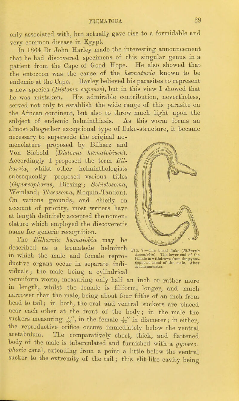 only associated with, but actually gave rise to a formidable and very common disease in Egypt. In 1864 Dr John Harley made the interesting announcement that he had discovered specimens of this singular genus in a patient from the Cape of Good Hope. He also showed that the entozoon was the cause of the hematuria known to be endemic at the Cape. Harley believed his parasites to represent a new species {Distoma capense), but in this view I showed that he was mistaken. His admirable contribution, nevertheless, served not only to establish the wide range of this parasite on the African continent, but also to throw much light upon the subject of endemic helminthiasis. As this worm forms an almost altogether exceptional type of fluke-structure, it became necessary to supersede the original no- menclature proposed by Bilharz and Yon Siebold {Distoma hcematobium). Accordingly I proposed the term Bil- harzia, whilst other helminthologists subsequently proposed various titles [Gyncecopliorus, Diesing; Scldstosoma, Weinland; Thecosoma, Moquin-Tandon). On various grounds, and chiefly on account of priority, most writers have at length definitely accepted the nomen- clature which employed the discoverer^ s name for generic recognition. The Bilharzia hamatobia may be described as a trematode helminth in which the male and female repro- ductive organs occur in separate indi- viduals; the male being a cylindrical vermiform worm, measuring only half an inch or rather more in length, whilst the female is filiform, longer, and much narrower than the male, being about four fifths of an inch from head to tail ■ in both, the oral and ventral suckers are placed near each other at the front of the body; in the male the suckers measuring in the female ji/' in diameter; in either, the reproductive orifice occurs immediately below the ventral acetabulum. The comparatively short, thick, and flattened body of the male is tuberculated and furnished with a gynceco- johoric canal, extending from a point a little below the ventral sucker to the extremity of the tail; this slit-like cavity being Fig. 7.—The blood fluke {Bilhartia hmmatobia). Tlie lower end of the female is withdrawn from the gynse- cophoric canal of the male. After Kiichenmeister.