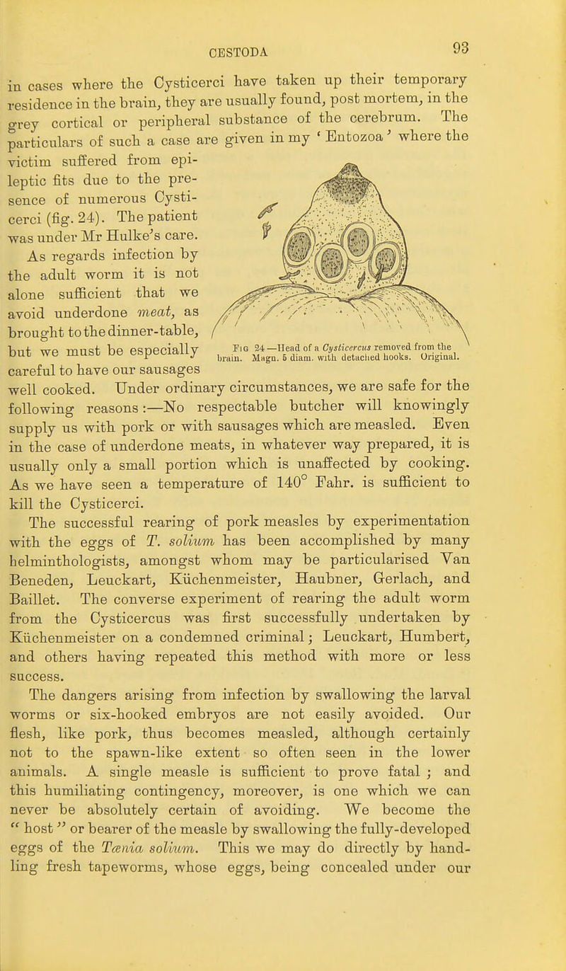 Fig 24 —Head of a Cysticercus removed from the brain. Magn. 5 diam. with detaclied hooks. Original. in cases where the Cysticerci have taken up their temporary residence in the brain, they are usually found, post mortem, in the grey cortical or peripheral substance of the cerebrum. The particulars of such a case are given in my ' Entozoa' where the victim suffered from epi- leptic fits due to the pre- sence of numerous Cysti- cerci (fig. 24). The patient •was under Mr Hulke's care. As regards infection by the adult worm it is not alone sufiicient that we avoid underdone meat, as brought to the dinner-table, but we must be especially careful to have our sausages well cooked. Under ordinary circumstances, we are safe for the following reasons:—No respectable butcher will knowingly supply us witb pork or with sausages which are measled. Even in the case of underdone meats, in whatever way prepared, it is usually only a small portion which is unaffected by cooking. As we have seen a temperature of 140° Fahr. is suflScient to kill the Cysticerci. The successful rearing of pork measles by experimentation with the eggs of T. solium has been accomplished by many helminthologists, amongst whom may be particularised Van Beneden, Leuckart, Kiichenmeister, Haubner, Gerlach, and Baillet. The converse experiment of rearing the adult worm from the Cysticercus was first successfully undertaken by Kiichenmeister on a condemned criminal; Leuckart, Humberl;, and others having repeated this method with more or less success. The dangers arising from infection by swallowing the larval worms or six-hooked embryos are not easily avoided. Our flesh, like pork, thus becomes measled, although certainly not to the spawn-like extent so often seen in the lower animals. A single measle is sufficient to prove fatal ; and this humiliating contingency, moreover, is one which we can never be absolutely certain of avoiding. We become the  host or bearer of the measle by swallowing the fully-developed eggs of the Tcenia solium. This we may do directly by hand- ling fresh tapeworms, whose eggs, being concealed under our