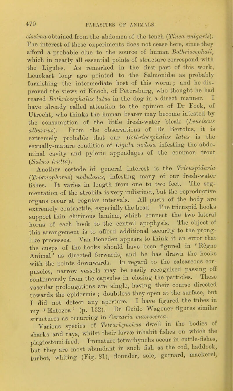 cissima obtained from the abdomen of the tench {Tinea vulgaris). The interest of these experiments does not cease here, since they afford a probable clue to the soui'ce of human Botlvriocephali, which in nearly all essential points of structure correspond with the Ligules. As remarked in the first part of this work, Leuckart long ago pointed to the Salmonidae as probably furnishing the intermediate host of this worm ; and he dis- proved the views of Knoch, of Petersburg, who thought he had reared Bofhriocephalus latus in the dog in a direct manner. I have already called attention to the opinion of Dr Fock, of Utrecht, who thinks the human bearer may become infested by the consumption of the little fresh-water bleak [LeucAsciis alhurnus). From the observations of Dr Bertolus, it is extremely probable that our Bothriocephalus latus is the sexually-mature condition of Ligula nodosa infesting the abdo- minal cavity and pyloric appendages of the common trout {8almo trutta). Another cestode of general interest is the Tricuspidaria {Trianophorus) nodulosus, infesting many of our fresh-water fishes. It varies in length from one to two feet. The seg- mentation of the strobila is very indistinct, but the reproductive organs occur at regular intervals. All parts of the body are extremely contractile, especially the head. The tricuspid hooks support thin chitinous laminae, which connect the two lateral horns of each hook to the central apophysis. The object of this arrangement is to afford additional security to the prong- like processes. Van Beneden appears to think it an error that the cusps of the hooks should have been figured in ' Regno Animal' as directed forwards, and he has drawn the hooks with the points downwards. In regard to the calcareous cor- puscles, narrow vessels may be easily recognised passing off continuously from the capsules in closing the particles. These vascular prolongations are single, having their course directed towards the epidermis ; doubtless they open at the surface, but I did not detect any aperture. I have figured the tubes in my 'Bntozoa' (p. 132). Dr Guide Wagoner figures similar structures as occurring in Cercaria macrocerca. Various species of Teto-arhyncJms dwell in the bodies of sharks and rays, whilst their larvro inhabit fishes on which the plagiostomi feed. Immature tetrarhynchs occur in cuttle-fishes, but they are most abundant in such fish as the cod, haddock, turbot, whiting (Fig. 81), flounder, sole, gurnard, mackerel.
