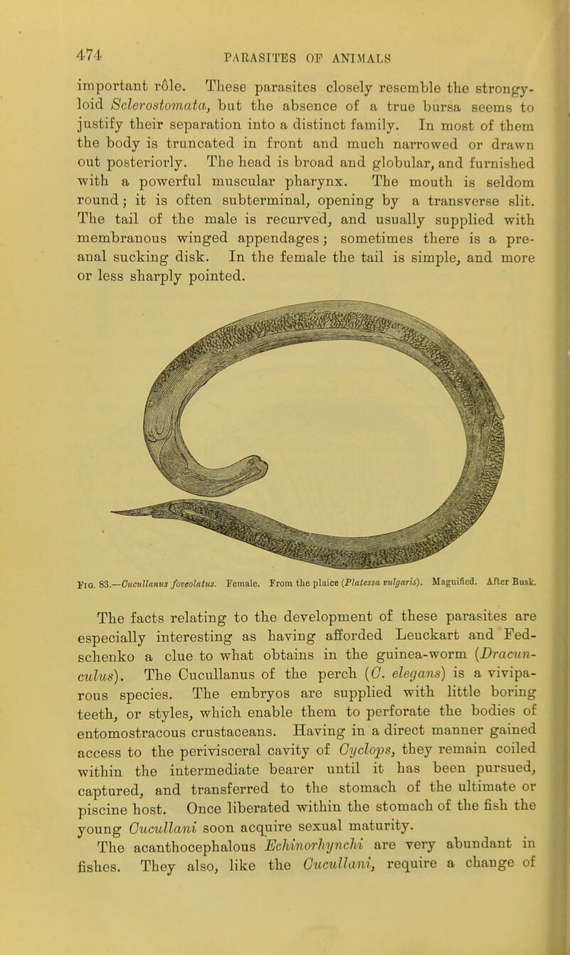 important role. These parasites closely resemble the strong}^- loid Sclerostomata, but the absence of a true bursa seems to justify their separation into a distinct family. In most of them the body is truncated in front and much narrowed or drawn out posterioi'ly. The head is broad and globular, and furnished with a powerful muscular pharynx. The mouth is seldom round; it is often subterminal, opening by a transverse slit. The tail of the male is recurved, and usually supplied with membranous winged appendages; sometimes there is a pre- anal sucking disk. In the female the tail is simple, and more or less sharply pointed. Tig. 85.—Cucullanit3 foveolatus. Female. From the plaice (jPlatessa vulgaris). Magnified. After Busk. The facts relating to the development of these parasites are especially interesting as having afforded Leuckart and Fed- schenko a clue to what obtains in the guinea-worm {Dracun- culus). The Cucullanus of the perch (C. elegans) is a vivipa- rous species. The embryos are supplied with little boring teeth, or styles, which enable them to perforate the bodies of entomostracous crustaceans. Having in a direct manner gained access to the perivisceral cavity of Cyclops, they remain coiled within the intermediate bearer until it has been pursued, captured, and transferred to the stomach of the ultimate or piscine host. Once liberated within the stomach of the fish the young Cucullani soon acquire sexual maturity. The acanthocephalous EcUnorhyncU are very abundant in fishes. They also, like the Gxtcullani, require a change of