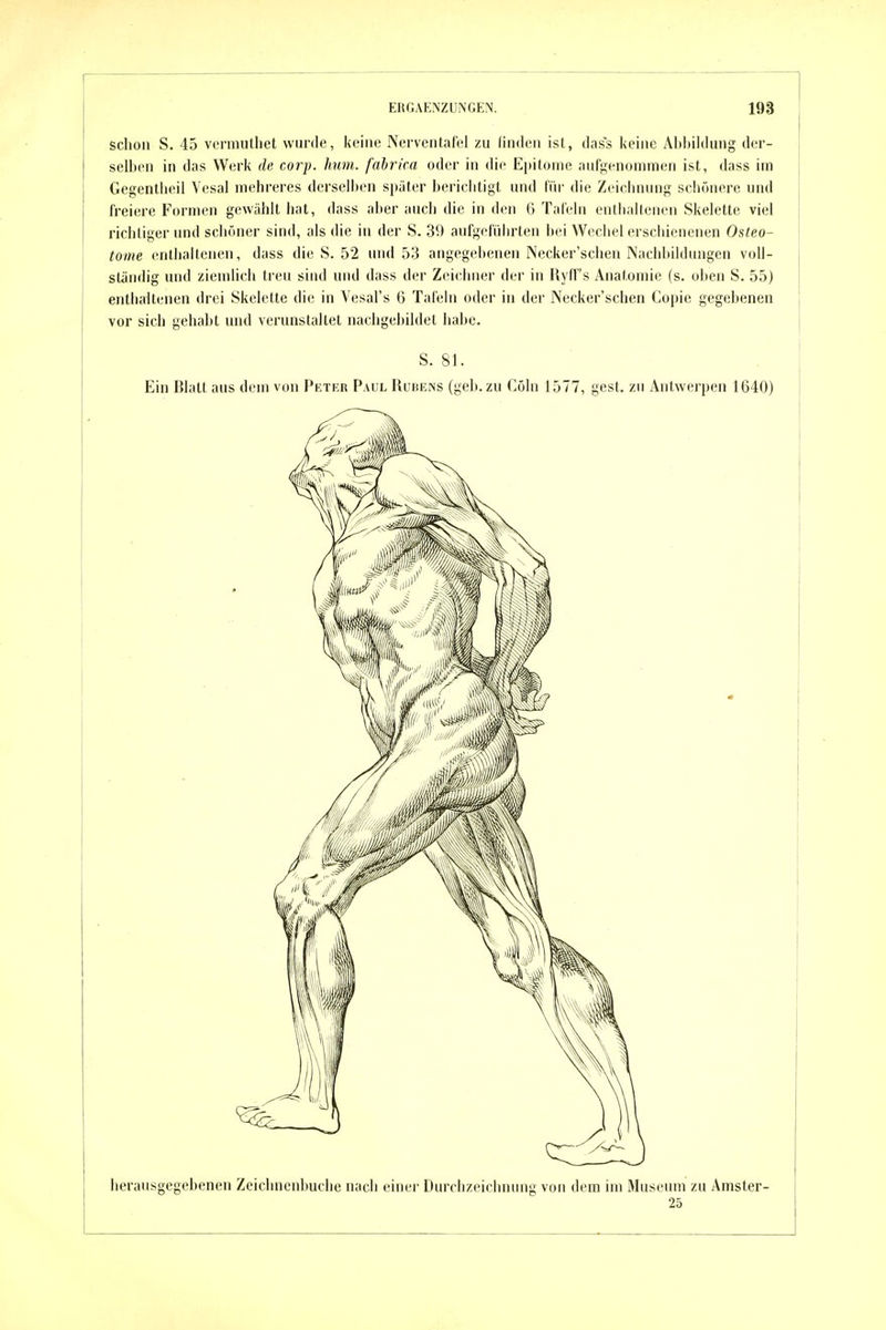 schon S. 45 vcrmuthet wurde, keine Nerventafel zu finden ist, dass keine Alibildung der- selben in das Werk de corp. hum. fabrira oder in die Ei)itüme aufgenommen ist, dass im Gegentheil Vesal niehreres derselben später bericlitigt und für die Zeiclmung schönere und freiere Formen gewählt hat, dass al)er auch die in den 6 Tafeln entliallenen Skelette viel richtiger und schöner sind, als die in der S. 39 aufgeführten bei Wecliel ersciiienenen Osteo- tome entlialteueii, dass die S. 52 und 53 angegebenen INecker'schen Nachbildungen voll- ständig und ziendich treu sind und dass der Zeicinier der in Ryff's Anatomie (s. oben S. 55) enthaltenen drei Skelette die in Vesal's 6 Tafeln oder in der Necker'schen Copie gegebenen vor sich gehabt und verunstaltet nachgebildet habe. S. 81. Ein Blatt aus dem von Peter Paul Rube>s (geb. zu Cöln 1577, gest. zu Antwerpen 1640) herausgegebenen Zeichnenbuche nach einer Durchzeichnung von dem im Museum zu Amster- 25