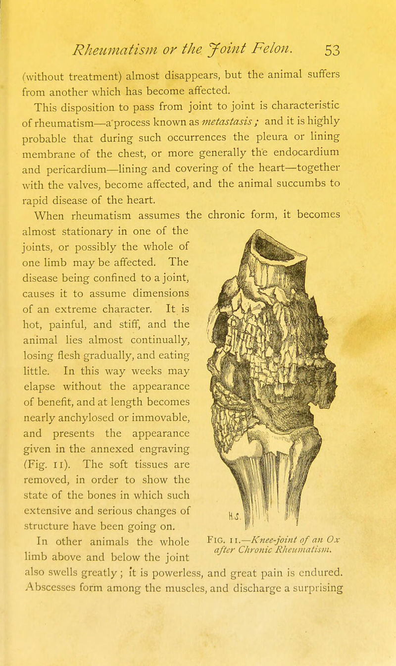 (without treatment) almost disappears, but the animal sufifers from another which has become afifected. This disposition to pass from joint to joint is characteristic of rheumatism—a'process known as metastasis ; and it is highly- probable that during such occurrences the pleura or lining membrane of the chest, or more generally the endocardium and pericardium—lining and covering of the heart—together with the valves, become afifected, and the animal succumbs to rapid disease of the heart. When rheumatism assumes the chronic form, it becomes almost stationary in one of the joints, or possibly the whole of one limb may be afifected. The disease being confined to a joint, causes it to assume dimensions of an extreme character. It is hot, painful, and stiff, and the animal lies almost continually, losing flesh gradually, and eating little. In this way weeks may elapse without the appearance of benefit, and at length becomes nearly anchylosed or immovable, and presents the appearance given in the annexed engraving (Fig. 11). The soft tissues are removed, in order to show the state of the bones in which such extensive and serious changes of structure have been going on. In other animals the whole limb above and below the joint also swells greatly; it is powerless, and great pain is endured. Abscesses form among the muscles, and discharge a surprising Fig. II.—Knee-joint of an Ox- after Chronic K/ieuinatisin.