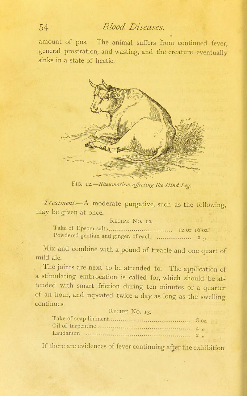 amount of pus. The animal suffers ifrom continued fever, general prostration, and wasting, and the creature eventually sinks in a state of hectic. Fig. 12.—Rheuinatism affectmg the Hind Leg. Treatment.—A moderate purgative, such as the following, may be given at once. Recipe No. 12. Take of Epsom salts 12 or 16 oz. Powdered gentian and ginger, of each 2 „ Mix and combine with a pound of treacle and one quart of mild ale. The joints are next to be attended to. The application of a stimulating embrocation is called for, which should be at- tended with smart friction during ten minutes or a quarter of an hour, and repeated twice a day as long as the swelling continues. Recipe No. 13. Take of soap liniment 5 q2 ■ Oil of turpentine Laudanum If there are evidences of fever continuing af^er the exhibition