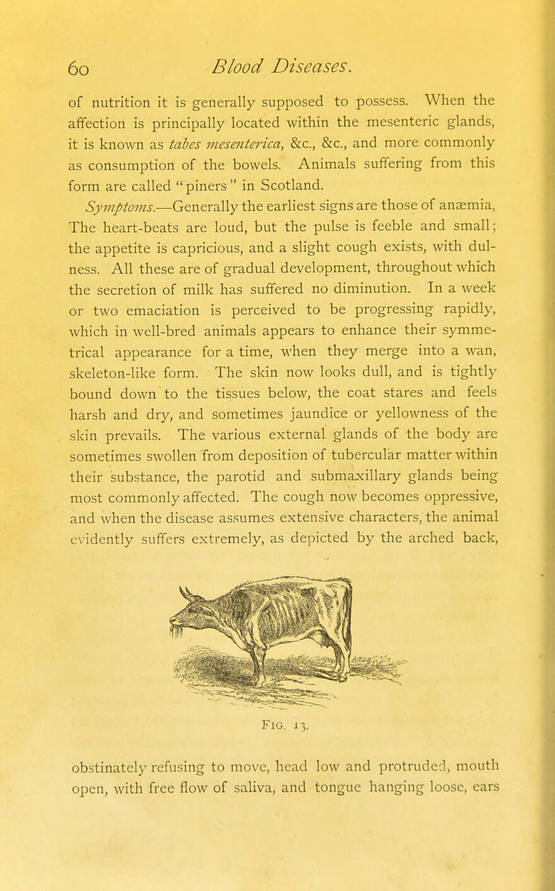 of nutrition it is generally supposed to possess. When the afifection is principally located within the mesenteric glands, it is known as tabes mesenterica, &c., &c., and more commonly as consumption of the bowels.' Animals suffering from this form are called piners in Scotland. Symptoms.—Generally the earliest signs are those of anaemia, The heart-beats are loud, but the pulse is feeble and small; the appetite is capricious, and a slight cough exists, with dul- ness. All these are of gradual development, throughout which the secretion of milk has suffered no diminution. In a week or two emaciation is perceived to be progressing rapidly, which in well-bred animals appears to enhance their symme- trical appearance for a time, when they merge into a wan, skeleton-like form. The skin now looks dull, and is tightly bound down to the tissues below, the coat stares and feels harsh and dry, and sometimes jaundice or yellowness of the skin prevails. The various external glands of the body are sometimes swollen from deposition of tubercular matter within their substance, the parotid and submaxillary glands being most commonly affected. The cough now becomes oppressive, and when the disease assumes extensive characters, the animal evidently suffers extremely, as depicted by the arched back, obstinately refusing to move, head low and protruded, mouth open, with free flow of saliva, and tongue hanging loose, ears Fig. 13.