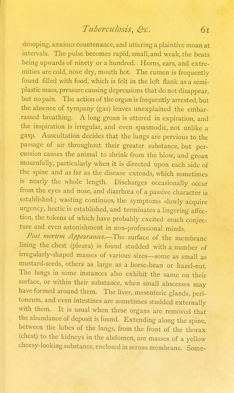 drooping, anxious countenance, and uttering a plaintive moan at intervals. The pulse becomes rapid, small, and weak, the beats being upwards of ninety or a hundred. Horns, ears, and extre- mities are cold, nose dry, mouth hot. The rumen is frequently found filled with food, which is felt in the left flank as a semi- plastic mass, pressure causing depres.sions that do not disappear, but no pain. The action of the organ is frequently arrested, but the absence of tympany (gas) leaves unexplained the embar- rassed breathing. A long groan is uttered in expiration, and the inspiration is irregular, and even spasmodic, not unlike a gasp. Auscultation decides that the lungs are pervious to the passage of air throughout their greater substance, but per- cussion causes the animal to shrink from the blow, and groan mournfully, particularly when it is directed upon each side of the spine and as far as the disease extends, which sometimes is nearly the whole length. Discharges occasionally occur from the eyes and nose, and diarrhoea of a passive character is established ; wasting continues, the symptoms slowly acquire urgency, hectic is established, and terminates a lingering affec- tion, the tokens of which have probably excited much conjec- ture and even astonishment in non-professional minds. Post mortem Appearances.—The surface of the membrane lining the chest (pleura), is found studded with a number of irregularly-shaped masses of various sizes—some as small as mustard-seeds, others as large as a horse-bean or hazel-nut. The lungs in some instances also exhibit the same on their surface, or within their substance, when small abscesses may have formed around them. The liver, mesenteric glands, peri- toneum, and even intestines are sometimes studded externally with them. It is usual when these organs are removed that the abundance of deposit is found. Extending along the spine, between the lobes of the lungs, from the front of the thorax (chest) to the kidneys in the abdomen, are masses of a yellow cheesy-looking substance, enclosed in serous membrane. Some-