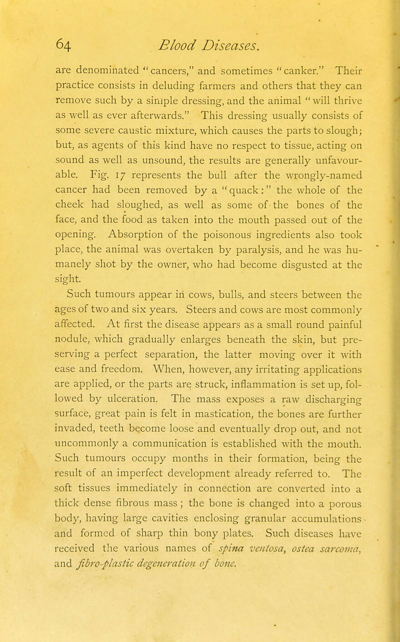 are denominated cancers, and sometimes canker. Their practice consists in deluding farmers and others that they can remove such by a simple dressing, and the animal  will thrive as well as ever afterwards. This dressing usually consists of some severe caustic mixture, which causes the parts to slough; but, as agents of this kind have no respect to tissue, acting on sound as well as unsound, the results are generally unfavour- able. Fig. 17 represents the bull after the wrongly-named cancer had been removed by a  quack: the whole of the cheek had sloughed, as well as some of the bones of the face, and the food as taken into the mouth passed out of the opening. Absorption of the poisonous ingredients also took place, the animal was overtaken by paralysis, and he was hu- manely shot by the owner, who had become disgusted at the sight. Such tumours appear in cows, bulls, and steers between the ages of two and six years. Steers and cows are most commonly affected. At first the disease appears as a small round painful nodule, which gradually enlarges beneath the skin, but pre- serving a perfect separation, the latter moving over it with ease and freedom. When, however, any irritating applications are applied, or the parts are struck, inflammation is set up, fol- lowed by ulceration. The mass exposes a raw discharging surface, great pain is felt in mastication, the bones are further invaded, teeth become loose and eventually drop out, and not uncommonly a communication is established with the mouth. Such tumours occupy months in their formation, being the result of an imperfect development already referred to. The soft tissues immediately in connection are converted into a thick dense fibrous mass ; the bone is changed into a porous body, having large cavities enclosing granular accumulations • and formed of sharp thin bony plates. Such diseases have received the various names of spina veutosa, ostea sarcoma, and fibro-plastic degeneration of bone.