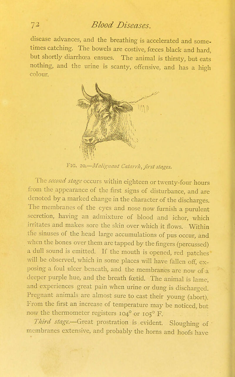 disease advances, and the breathing is accelerated and some- times catching. The bowels are costive, fceces black and hard, but shortly diarrhoea ensues. The animal is thirsty, but eats nothing, and the urine is scanty, offensive, and has a high colour. Fig. 20.—Malls^naui Catarrliyjirst stages. The secojid stage occurs within eighteen or twenty-four hours fi-om the appearance of the first signs of disturbance, and are denoted by a marked change in the character of the discharges. The membranes of the eyes and nose now furnish a purulent secretion, having an admixture of blood and ichor, which irritates and makes sore the skin over which it flows. Within the sinuses of the head large accumulations of pus occur, and when the bones over them are tapped by the fingers (percussed) a dull sound is emitted. If the mouth is opened, red patches will be observed, which in some places will have fallen off, ex- posing a foul ulcer beneath, and the membranes are now of a deeper purple hue, and the breath foetid. The animal is lame, and experiences great pain when urine or dung is discharged. Pregnant animals are almost sure to cast their young (abort). From the first an increase of temperature may be noticed, but now the thermometer registers 104° or 105° F. Third stage.—Great prostration is evident. Sloughing of ■ membranes extensive, and probably the horns and hoofs have