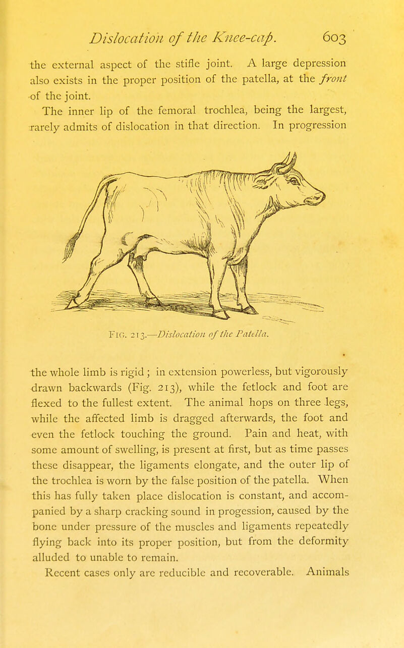 the external aspect of the stifle joint. A large depression also exists in the proper position of the patella, at the front •of the joint. The inner lip of the femoral trochlea, being the largest, rarely admits of dislocation in that direction. In progression Fig. 213.—Dislocation of the Patdla. the whole limb is rigid ; in extension powerless, but vigorously- drawn backwards (Fig. 213), while the fetlock and foot are flexed to the fullest extent. The animal hops on three legs, while the affected limb is dragged afterwards, the foot and even the fetlock touching the ground. Pain and heat, with some amount of swelling, is present at first, but as time passes these disappear, the ligaments elongate, and the outer lip of the trochlea is worn by the false position of the patella. When this has fully taken place dislocation is constant, and accom- panied by a sharp cracking sound in progession, caused by the bone under pressure of the muscles and ligaments repeatedly flying back into its proper position, but from the deformity alluded to unable to remain. Recent cases only are reducible and recoverable. Animals