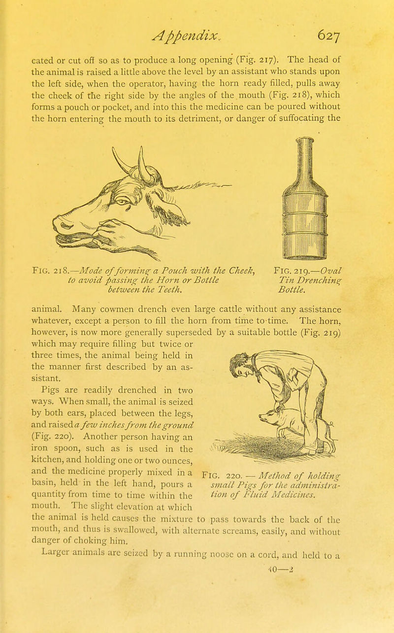 cated or cut off so as to produce a long opening (Fig. 217). The head of the animal is raised a little above the level by an assistant who stands upon the left side, when the operator, having the horn ready filled, pulls away the cheek of the right side by the angles of the . mouth (Fig. 218), which forms a pouch or pocket, and into this the medicine can be poured without the horn entering the mouth to its detriment, or danger of suffocating the Fig. 218.—Mode offormins^a Pouch with the Cheek, to avoid passing the Horft or Bottle between the Teeth. Fig. 219.—Oval Tin Drenchine; Bottle. animal. Many cowmen drench even large cattle without any assistance whatever, except a person to fill the horn from time to-time. The horn, however, is now more generally superseded by a suitable bottle (Fig. 219) which may require filling but twice or three times, the animal being held in the manner first described by an as- sistant. Pigs are readily drenched in two ways. When small, the animal is seized by both ears, placed between the legs, and raised « few inchesfrom the ground (Fig. 220). Another person having an iron spoon, such as is used in the kitchen, and holding one or two ounces, and the medicine properly mixed in a basin, held in the left hand, pours a quantity from time to time within the mouth. The slight elevation at which the animal is held causes the mixture to pass towards the back of tlie mouth, and thus is swallowed, with alternate screams, easily, and without danger of choking him. Larger animals are seized by a running noose on a cord, and held to a <iO—1 Fig. 220. — Method of holding small Pigs for the administra- tion of Fluid Medicines.