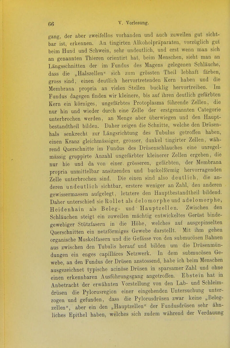 gang, der aber zweifellos vorhanden und auch zuweilen gut sicht- bar ist, erkennen. An tingirten Alkohoipräparaten, vorzüglich gut beim Hund und Schwein, sehr undeutlich, und er.st wenn man sich an genannten Thieren orientirt hat, beim Menschen, sieht man an Längsschnitten der im Fundus des Magens gelegenen Schläuche, dass die „Halszellen sich zum grössten Theil lebhaft färben, gross sind, einen deutlich hervortretenden Kern haben und die Membrana propria an vielen Stellen bucklig hervortreiben. Im Fundus dagegen finden wir kleinere, bis auf ihren deutlich gefärbten Kern ein körniges, ungefärbtes Protoplasma führende Zellen, die nur hin und wieder durch eine Zelle der erstgenannten Categorie unterbrochen werden, an Menge aber überwiegen und den Haupt- bestandtheil bilden. Daher zeigen die Schnitte, welche den Drüsen- hals senkrecht zur Längsrichtung des Tubulus getroffen haben, einen Kranz gleichmässiger, grosser, dunkel tingirter Zellen, wäh- rend Querschnitte im Fundus des Drüsenschlauches eine unregel- mässig gruppirte Anzahl ungefärbter kleinerer Zellen ergeben, die nur hie und da von einer, grösseren, gefärbten, der Membrana propria unmittelbar ansitzenden und buckeiförmig hervorragenden Zelle unterbrochen sind. Die einen sind also deutlich, die an- deren undeutlich sichtbar, erstere weniger an Zahl, den anderen gewissermassen aufgelegt, letztere den Hauptbestandtheil bildend. Daher unterschied sie Rollet als delomorphe und adelomorphe, Heidenhain als Beleg- und' Hauptzellen. Zwischen den Schläuchen steigt ein zuweilen mächtig entwickeltes Gerüst binde- gewebiger Stützfasern in die Höhe, welches auf ausgepinselten Querschnitten ein netzförmiges Gewebe darstellt. Mit ihm gehen organische Muskelfasern und die Gefässe von den submucösen Bahnen aus zwischen den Tubulis herauf und bilden um die Drüsenmün- dungen ein enges capilläres Netzwerk, In dem submucösen Ge- webe, an den Fundus der Drüsen anstosseud, habe ich beim Menschen ausgezeichnet typische acinöse Drüsen in sparsamer Zahl und ohne einen erkennbaren Ausführungsgang angetroffen. Ebstein hat in Anbetracht der erwähnten Vorstellung von den Lab- und Schleim- drüsen die Pylorusregion einer eingehenden Untersuchung unter- zogen und gefunden, dass die Pylorusdrüsen zwar keine „Beleg- zellen % aber ein den „Hauptzellea« der Fuudusdrüsen sehr ähn- liches Epithel haben, welches sich zudem während der Verdauung