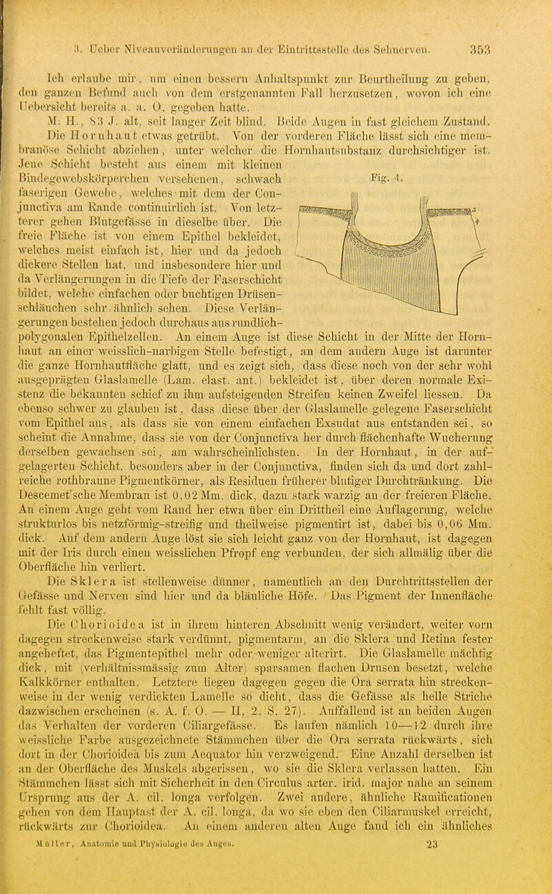 Ich erlaube mir, um einen bessern Anlialtspuukt zur Beurtheilung zu geben, den ganzen Befund aueli von dem erstgenannten Fall herzusetzen, wovon ich eine l'ebersicht bereits a. a. (). gegeben hatte. M. M., b:i J. alt, seit langer Zeit blind. Beide Augen in fast gleicliem Zustand. Die Hornhaut etwas getrübt. Von der vorderen Fläche lässt sich eine mem- bramise Schicht abziehen, unter welcher die Hornhautsubstanz durchsichtiger ist. .fene Schicht besteht aus einem mit kleinen Bindegewebskorperchen versehenen, schwach Fig- faserigen Gewebe, welches mit dem der Con- junctiva am Rande continuirlich ist. Von letz- teren- gehen Blutgefässe in dieselbe über. Die freie Fläche ist von einem Epithel bekleidet, welches meist einfach ist, hier und da jedoch dickere Stellen hat, und insbesondere hier und da Verlängerungen in die Tiefe der Faserschicht bildet, welche einfachen oder buchtigen Drüsen- schläuchen sehr ähnlich sehen. Diese Verlän- gerungen bestehen jedoch durchaus aus rundlich- polygonalen Epithelzelleu. An einem Auge ist diese Schicht in der Mitte der Horn- haut an einer weisslich-narbigen Stelle befestigt, an dem andern Auge ist darunter die ganze Hornhautääche glatt, und es zeigt sich, dass diese noch von der sehr wohl ausgeprägten Glaslamelle (Lam. elast. ant.) bekleidet ist, über deren normale Exi- stenz die bekannten schief zu ihm aufsteigenden Streifen keinen Zweifel Hessen. Da ebenso schwer zu glauben ist, dass diese über der Glaslamelle gelegene Paserschicht vom Epithel aus, als dass sie von einem einfachen Exsudat aus entstanden sei, so scheint die Annahme, dass sie von der Conjunctiva her durch flächenhafte Wucherung derselben gewachsen sei, am wahrscheinlichsten. In der Hornhaut, in der auf- gelagerten Schicht, besonders aber in der Conjunctiva, finden sich da und dort zahl- i-eiche rothbraune Pigmentkörner, als Residuen früherer blutiger Durchtränkung. Die Descemet'sehe Membran ist 0,02 Mm. dick, dazu stark warzig an der freieren Fläche. An einem AugC geht vom Rand her etwa über ein Drittheil eine Auflagerung, welche strukturlos bis netzförmig-streifig und theilweise pigmentirt ist, dabei bis 0,06 Mm. dick. Auf dem andern Auge löst sie sich leicht ganz von der Hornhaut, ist dagegen mit der Iris durch einen weisslichen Pfropf eng verbunden, der sich allmälig über die Oberfläche hin verliert. Die Sklera ist stellenweise dünner, namentlich an den Durchtrittsstellen der Gefässe und Nerven sind hier und da bläuliche Höfe. Das Pigment dei Innenfläche fehlt fast völlig. Die Chorioidea ist in ihrem hinteren Absclinitt wenig verändert, weiter vorn dagegen streckenweise stark verdünnt, pigmentarm, an die Sklera und Retina fester angeheftet, das Pigmentepitliel mehr oder weniger alterirt. Die Glaslamelle mächtig dick, mit (verhältnissmässig zum Alter) sparsamen flachen Drusen besetzt, welche Kalkkörner enthalten. Letztere liegen dagegen gegen die Ora sevrata hin strecken- weise in der wenig verdickten Lamelle so dicht, dass die Gefässe als lielle Striche dazwischen erscheinen (s. A. f. 0. — II, 2. S. 27). Auffallend ist an beiden Augen da.s Verhalten der vorderen Oiliargefässe. Es laufen nämlicli 10—12 durch ihre weissliche Farbe ausgezeichnete Stämmchen über die Ora serrata rückwärts, sich dort In der Chorioidea bis zum Aequator hin verzweigend. Eine Anzahl derselben ist an der Oberfläche des Muskels abgerissen, wo sie die Sklera verlassen hatten. Ein Stämmchen lässt sich mit Sicherheit in den Circulus arter. irid. major nahe an seinem ürspi-nng aus der A. eil. longa verfolgen. Zwei andere, ähnliche Ramificationen gehen von dem Ilauptast der A. eil. longa, da wo sie eben den Ciliarnuiskel erreicht, rückwärts zur Chorioidea. An einem anderen alten Auge fand ich ein ähnliches M aller, Anatomie uud I'liyHiulogi« den Auges. 23