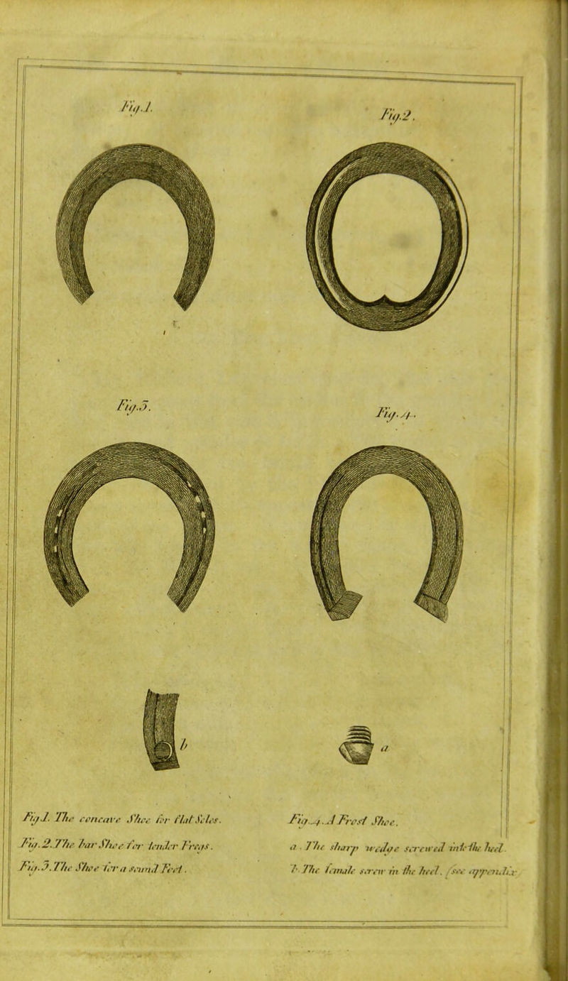 J')ff.2.77ie TrarSlwf fit- tniJ.T J're.ts. fill. J. T/ic SJioe I'ifii .f,-)iri,1 fi-ii. J'iif.J. -FiiT.^ .JFi csi S7u ,-. l- Jlif Innjh /.7-,-ir m the heel. /><v tXf'pnulix